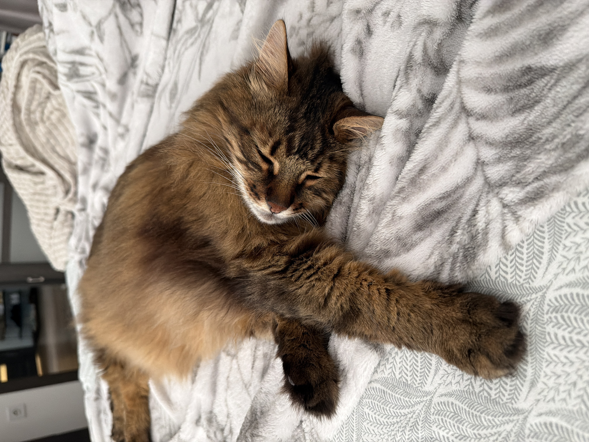 A long-haired ginger cat is sleeping on a bed in Kyiv, Ukraine. The cat is lying on its side with its eyes closed and its paws stretched out. The bed is covered in a white and grey patterned duvet. The background is blurred but appears to be a bedroom.
