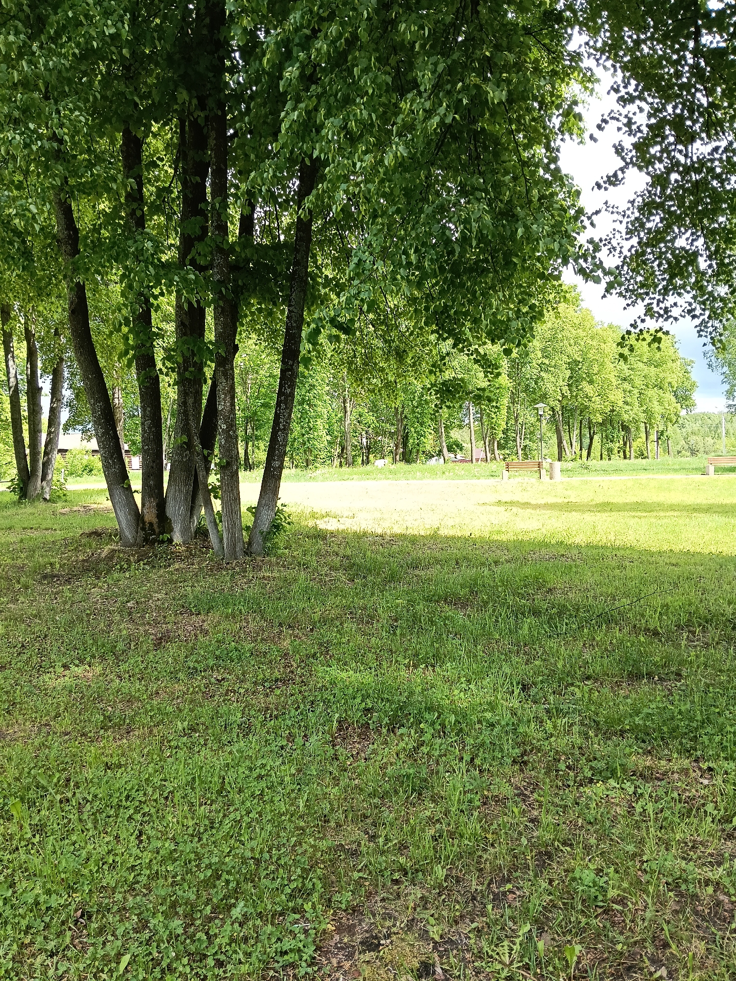The image depicts a grassy area in what appears to be a park in the city of Красный Маяк, Russia. A group of trees with light-colored trunks stands to the left of the frame, their foliage creating a shaded area. Beyond the trees, a grassy expanse is visible, leading to a line of trees in the background. Benches are scattered in the distance. The foreground consists of a mixture of grass and clover. No people are visible in the image.