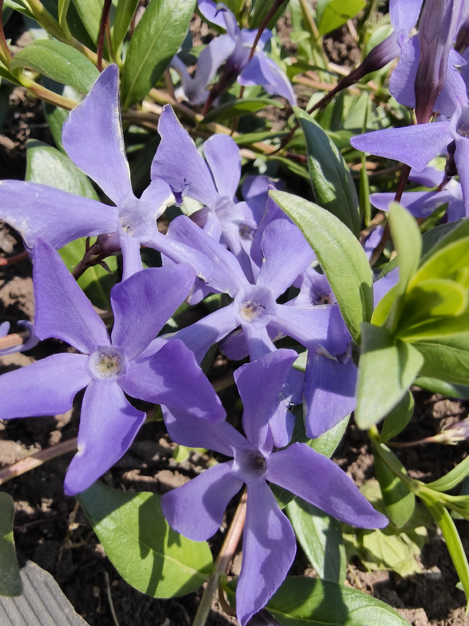 A close-up, brightly lit photograph captures a cluster of vibrant purple flowers, most likely periwinkles (Vinca minor), blooming in an outdoor setting in Poltavka, Ukraine. The primary subjects are the numerous five-petaled, pinwheel-shaped flowers, each displaying a distinct lavender-purple hue with a lighter, almost white center where the stamen are visible.
Surrounding and interspersed among the blossoms are numerous lush green leaves, varying slightly in shade and texture. Dark brown soil or mulch is visible beneath and between the plants, suggesting a garden bed or natural ground cover. Several reddish-brown stems support the foliage and flowers.
The image was taken during bright daytime conditions, indicated by the strong illumination on the petals and leaves, and the clear, defined shadows cast on the soil and lower leaves. This suggests a sunny day, likely morning or afternoon. There is no human activity depicted, focusing solely on the natural beauty of the blooming plants. No text is visible in the frame. The scene evokes a sense of natural beauty and the freshness of spring or early summer.