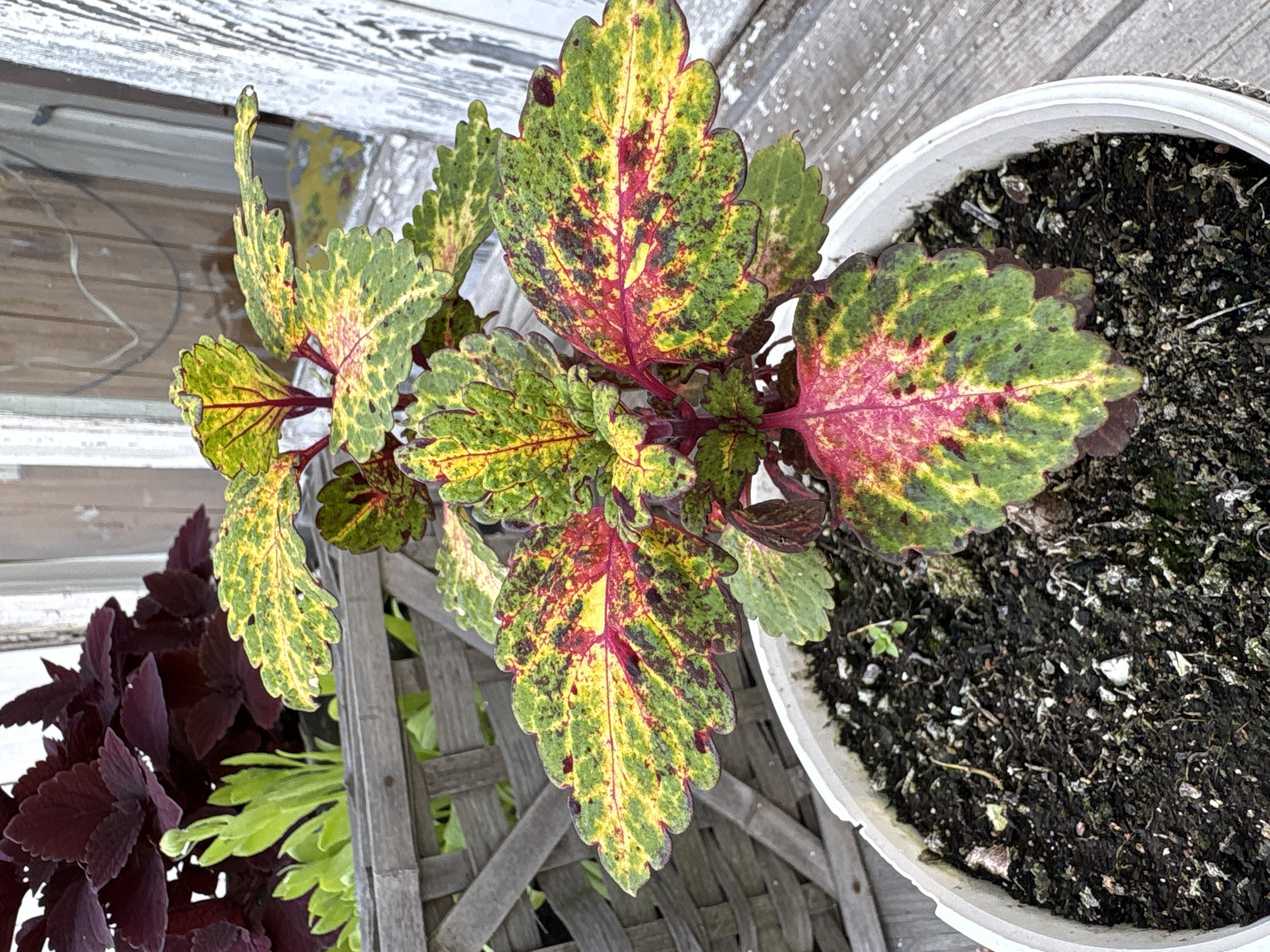 A close-up shot shows a potted plant with brightly colored leaves, a mix of green, yellow, and red. The plant has serrated leaf edges and prominent red veins. It is situated in a white plastic pot filled with dark soil. The pot rests on a weathered wooden surface, possibly a deck or porch, with visible grain and some white paint peeling. In the background, a wooden lattice fence can be seen, with a darker, deep red foliage plant peeking through it. A white, weathered structure with vertical planks and a window frame is also visible in the background, reflecting some light. The overall scene suggests an outdoor setting, likely a garden or patio. There are no people present in the image, and no specific details indicate a location in Bratsk, Russia.