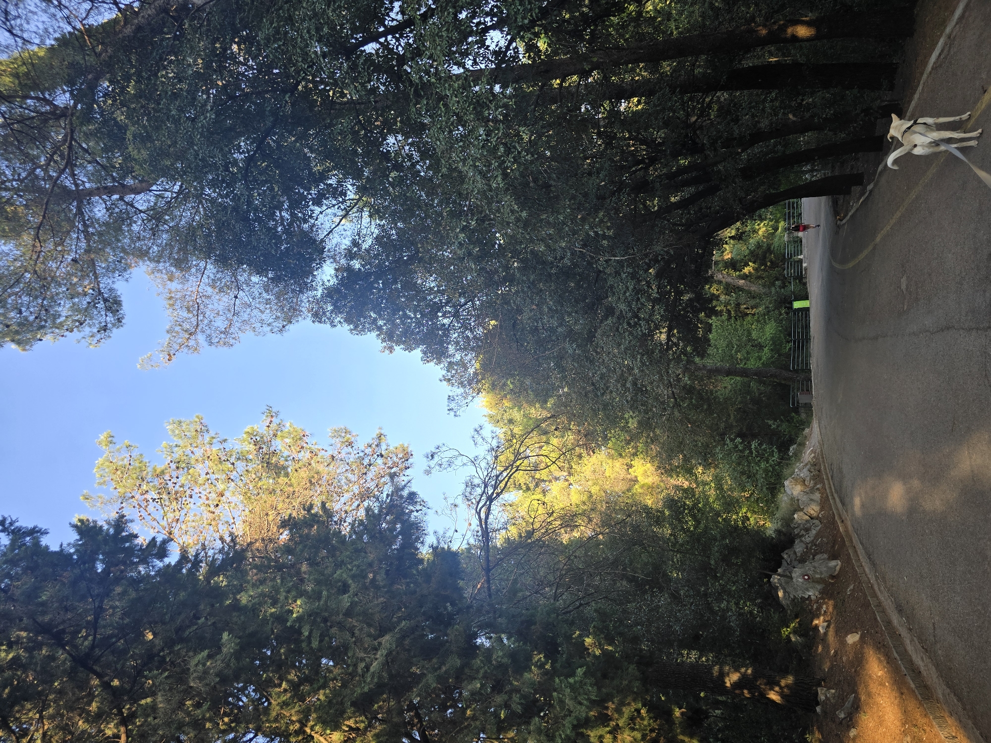 An outdoor, low-angle, eye-level medium shot captures a paved road winding through a wooded area under a clear, bright blue sky. Tall trees with dense green foliage flank the road, some with branches forming a canopy overhead. Sunlight filters through the leaves, casting dappled shadows on the asphalt. On the right side of the road, a tan dog with a white harness is being walked on a leash by an unseen person, its tail held high. Further down the road, a person in a red outfit is walking away from the camera. The road is marked with a yellow line. Rocks and pine needles are visible along the edge of the road. The scene evokes a peaceful, natural setting, possibly a park or hiking trail.