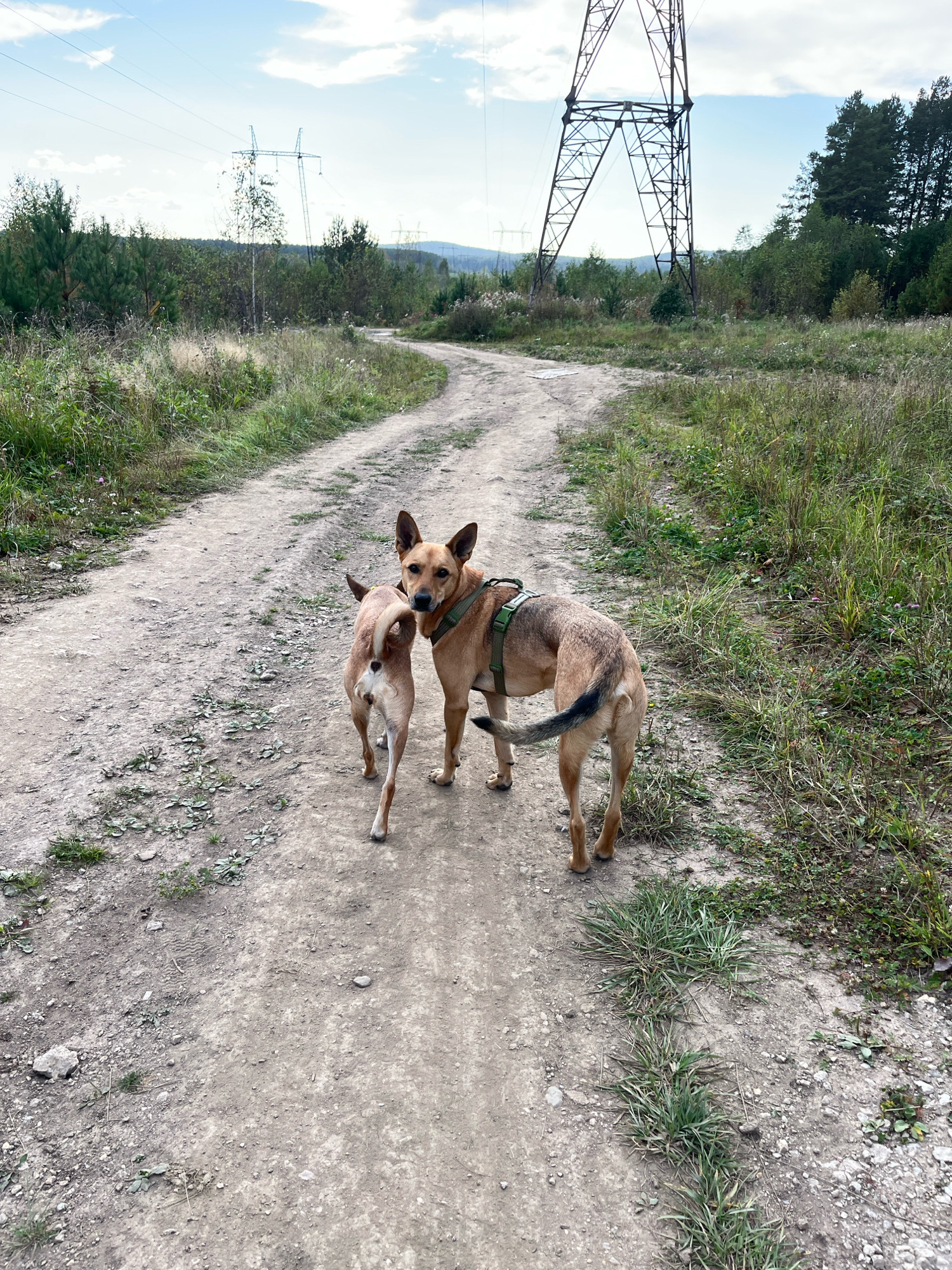 Two tan-colored dogs are standing on a dirt path in a rural area. The dog in the foreground is facing the camera and has a green harness. The other dog is smaller and standing behind the first dog, facing away from the camera. The path is surrounded by dry grass and trees. In the background, there is a large metal tower and power lines, typical of those found near industrial or energy infrastructure. The sky is partly cloudy. The scene appears to be a hiking trail or rural road, possibly on the outskirts of a city like Nizhny Tagil, Russia, given the presence of industrial infrastructure in a natural setting.