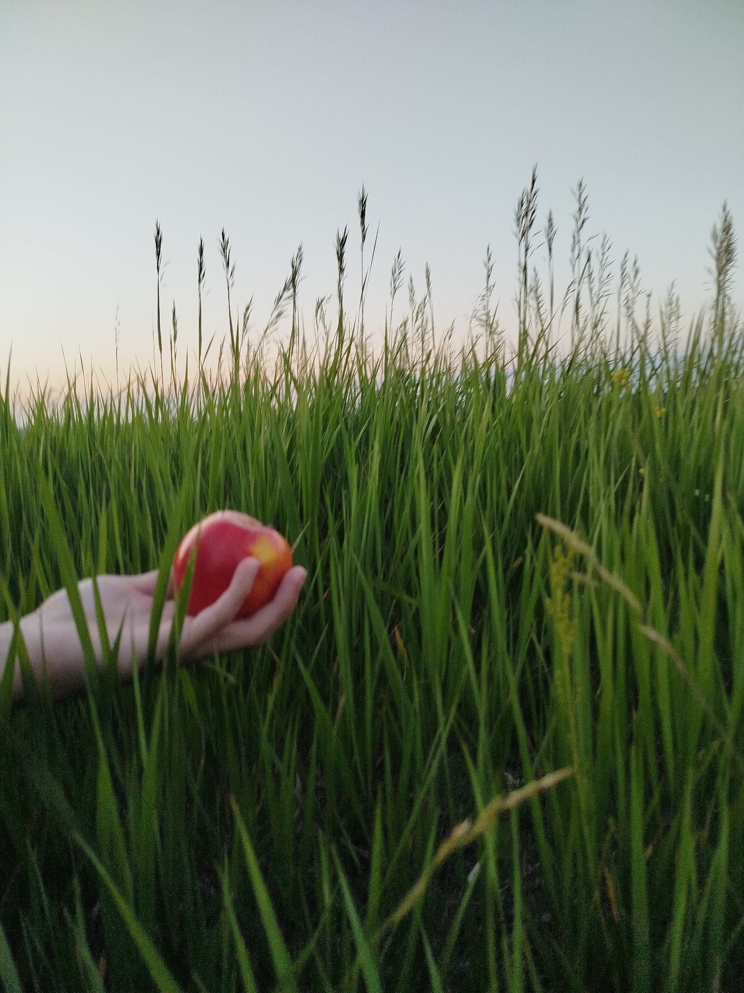 An outdoor, low-angle shot captures a person's hand holding a red and yellow apple in a field of tall green grass. The grass fills the foreground and midground, with blades obscuring parts of the hand and apple. Beyond the grass, the sky is a pale, hazy blue, transitioning to a lighter hue near the horizon, suggesting either dawn or dusk. Several stalks of dry grass with seed heads rise above the green blades, adding texture to the scene. The location is Ustyvytsia, Ukraine.