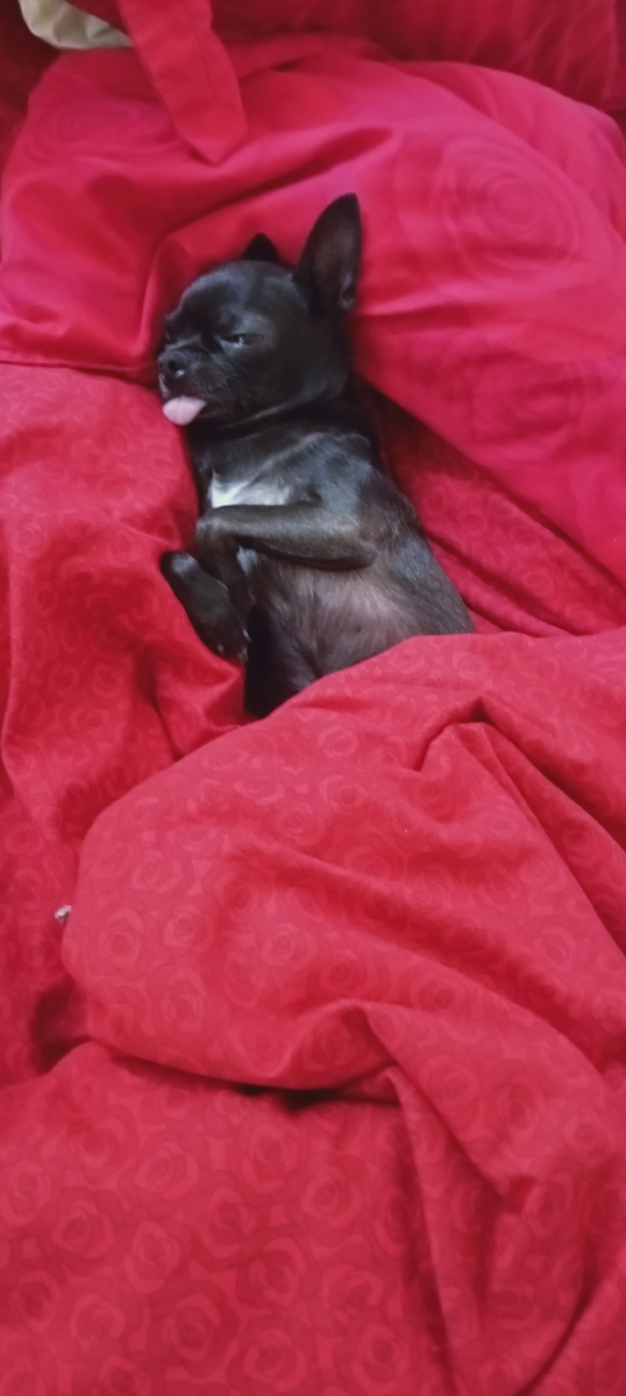 A black chihuahua puppy is lying on its back, nestled in a red blanket with a floral pattern. The puppy's tongue is sticking out slightly. The blanket is draped around the puppy, creating a cozy enclosure. The scene appears to be indoors, likely on a bed or sofa. There is no indication of the location within the city of Sokuluk, Kyrgyzstan, as the image only depicts the puppy and the blanket.