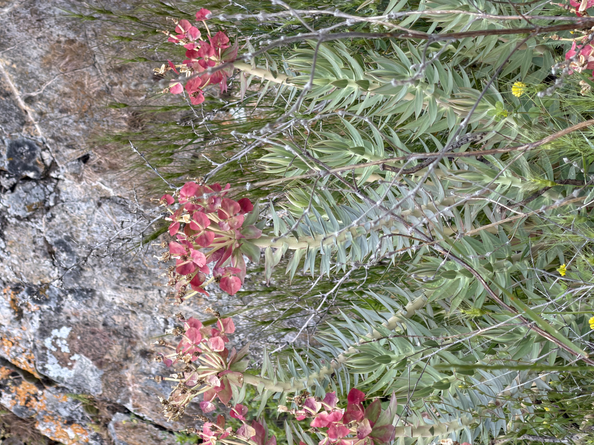 The image shows a close-up view of vegetation growing near a rocky outcrop in Pamukkale, Turkey. The plants are primarily characterized by long, pointed green leaves arranged in a spiral pattern around a thick stem. Some of the plants have clusters of pinkish-red flower-like bracts at their ends. There are also thin, dry, thorny branches intermixed among the green plants. The rocks in the image are light gray with patches of lichen. The vegetation appears to be growing in a sparse, dry environment.