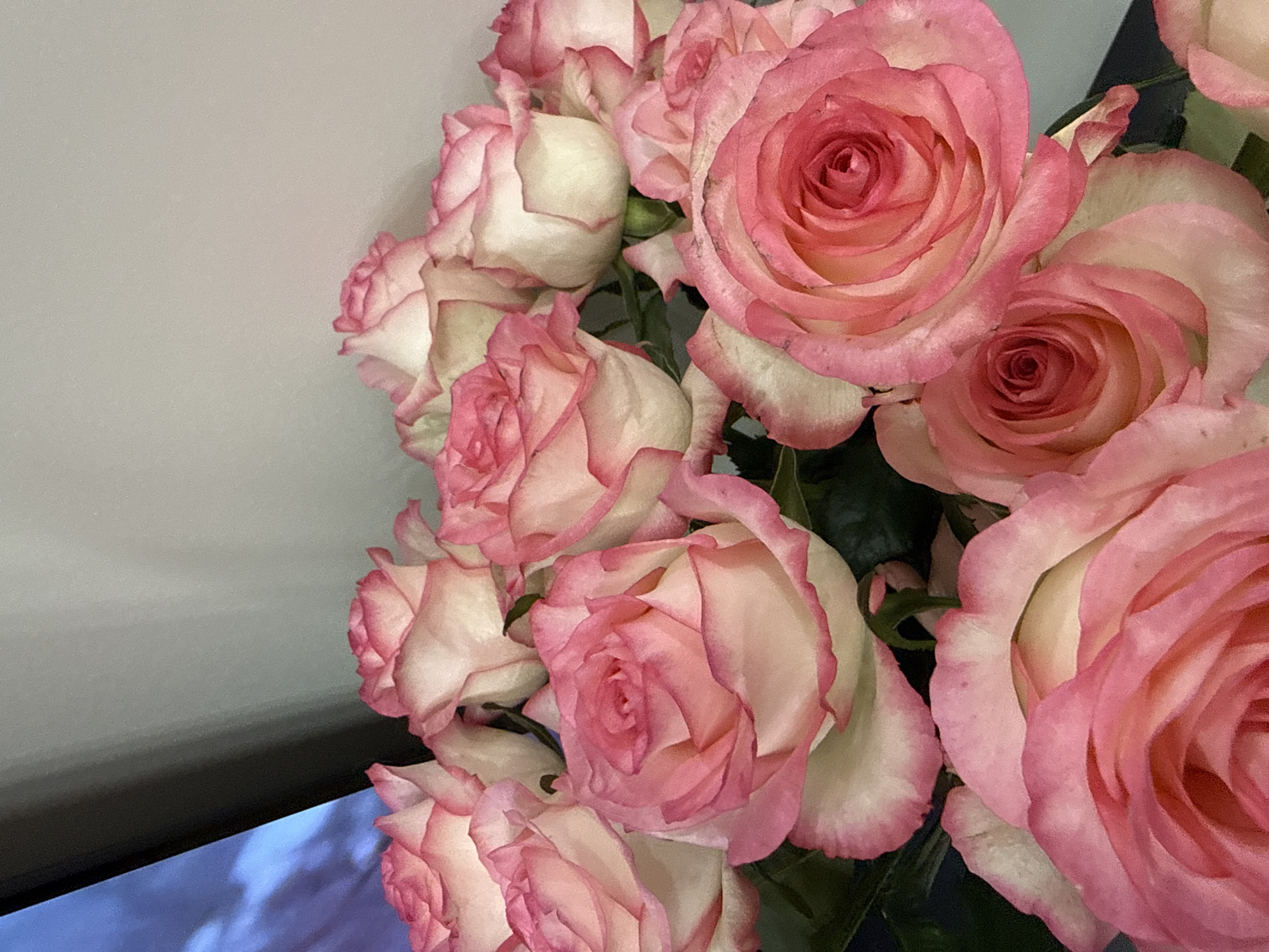 A close-up, indoor shot of a bouquet of bi-colored roses. The roses are primarily white with a pink or rose-colored edging to each petal. They are tightly clustered together, filling most of the frame. To the left, a portion of a gray wall and the edge of a dark television set are visible. The television displays blurry blue and white patterns. The background is indistinct. There is no evidence of being in Yerevan, Armenia. No people or human interaction is present. The subject is simply a bouquet of roses.