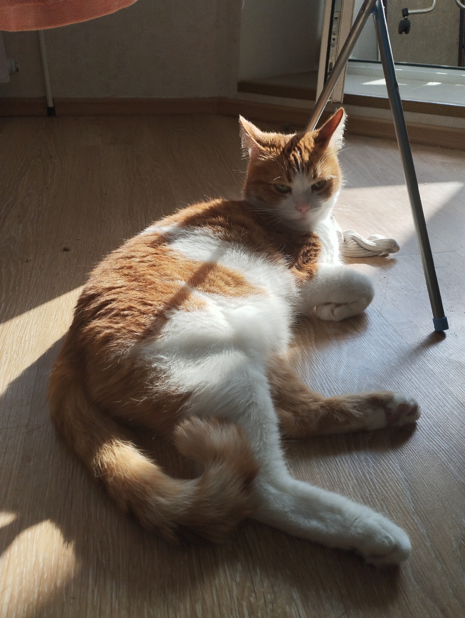 An orange and white cat is lying on a wooden floor, basking in a patch of sunlight. The cat is positioned on its side, with its front paws tucked beneath its body and its hind legs extended. The cat's fur is a mix of ginger and white, with distinct tabby markings on its back and tail. The sunlight casts a shadow on the floor behind the cat, creating a dappled effect. In the background, a window is visible, letting in more light. The room appears to be a residential interior.
