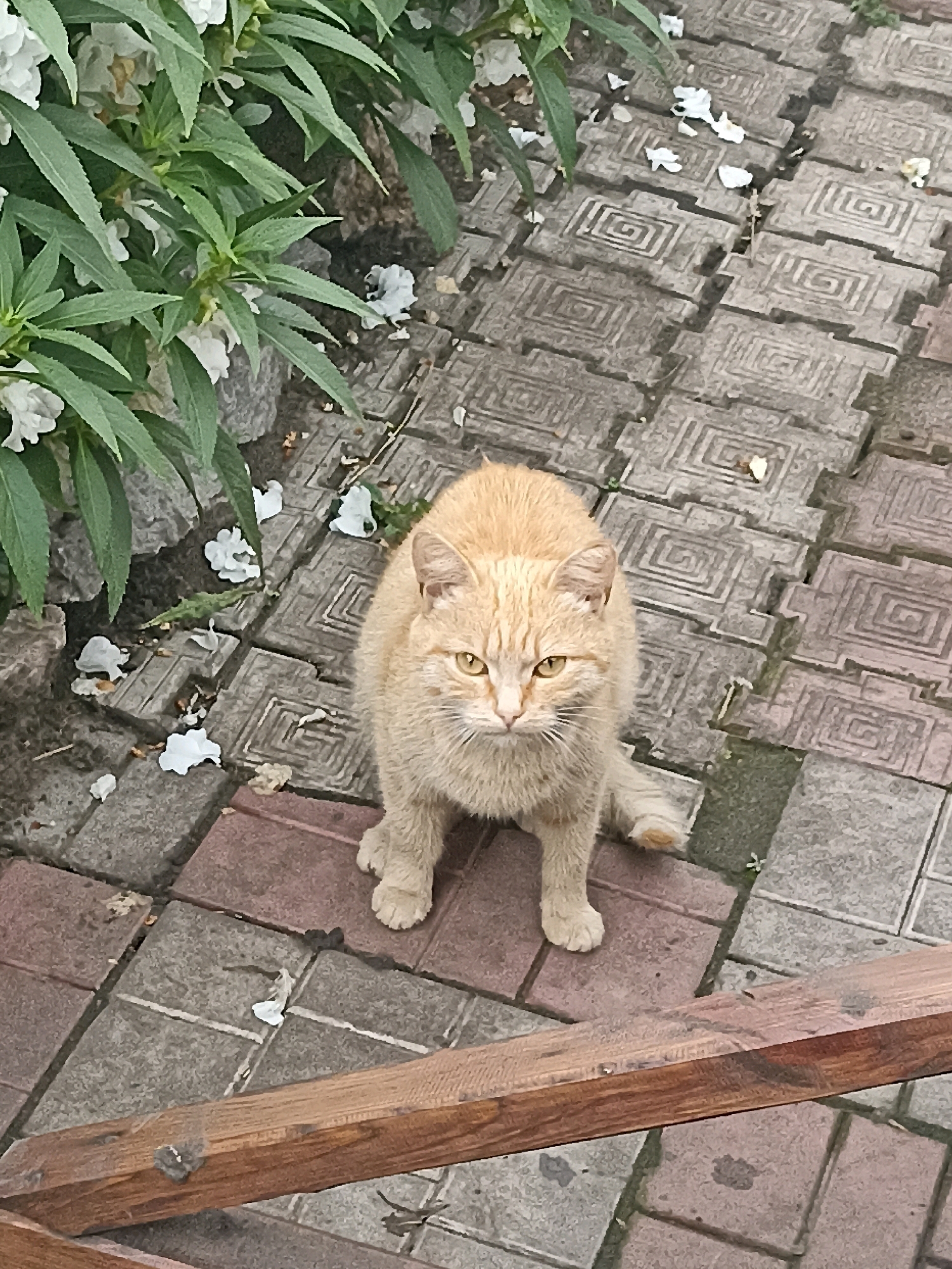 An outdoor, eye-level, full-frame shot captures an orange tabby cat sitting on a patterned paved walkway. The cat is positioned in the lower-middle of the frame, facing upwards towards the camera with its front paws slightly splayed and its tail tucked to its right. The cat has yellow eyes and its fur is a light orange color with some visible scruffiness.
To the left of the cat, there is a planter with green foliage and small white flowers, some of which have fallen onto the walkway. The walkway itself is composed of square gray pavers with a repeating square spiral pattern. White petals from the nearby flowers are scattered across the pavers. In the foreground, a weathered wooden beam runs horizontally across the bottom of the image, partially obscuring the lower part of the frame. The overall environment appears to be a garden or courtyard area.
There is no indication of the specific location within the city of Belovo, Russia, in this image. The scene depicts a common urban or suburban outdoor setting.