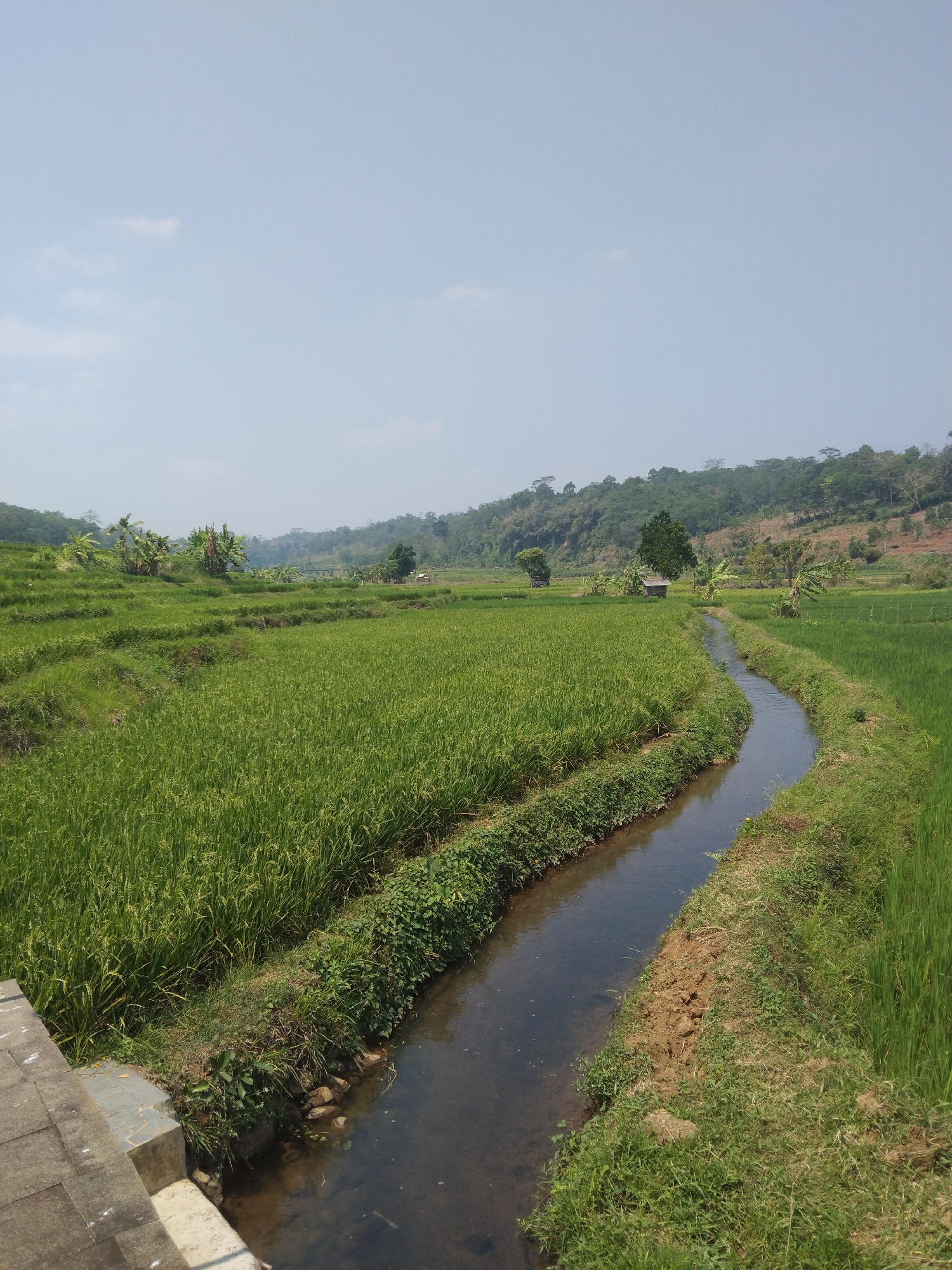 This is a landscape photograph taken in the city of Keling, Indonesia, depicting a rural agricultural scene. In the foreground, a concrete structure, possibly part of a bridge or pathway, is visible on the left, leading down to the edge of a narrow, flowing stream. The stream meanders through lush green rice paddies that dominate the midground of the image. The rice plants are tall and verdant, indicating a healthy crop. The stream's banks are lined with grass and some rocks. In the background, the landscape rises into gently sloping hills covered with trees and vegetation. The sky above is a pale blue with a few wispy clouds. A small, simple wooden structure, possibly a shed or shelter, is visible nestled among the trees in the mid-to-background, further accentuating the rural setting. The overall impression is one of tranquility and natural beauty in a cultivated agricultural landscape.