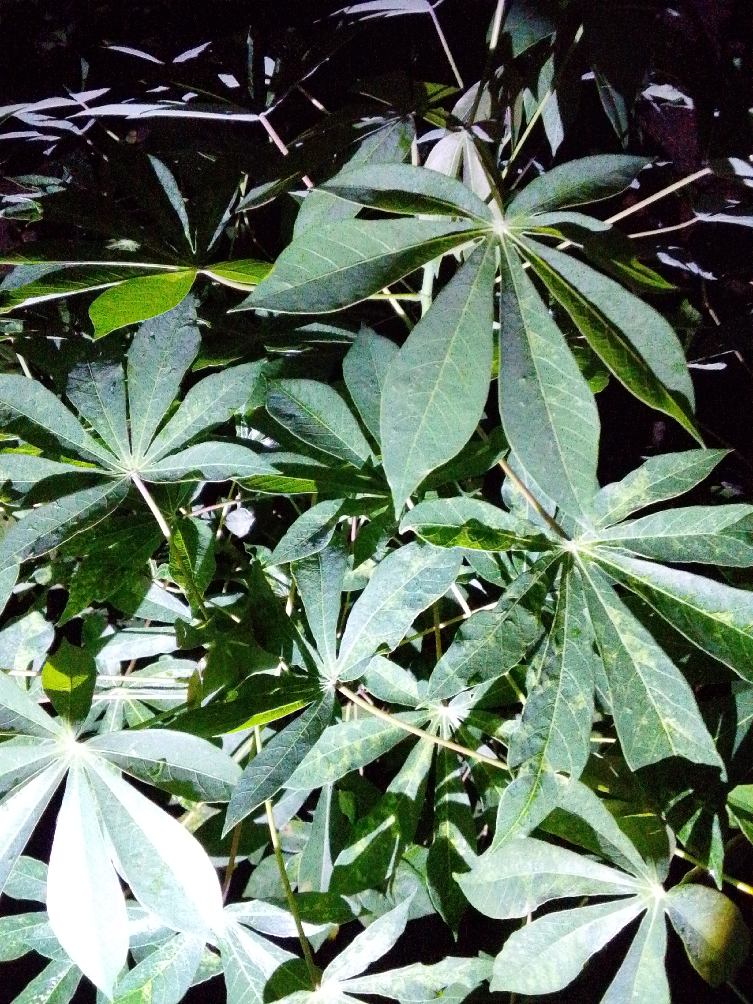 This is a close-up, vertical shot of a cassava plant with its characteristic palmate leaves. The leaves are a deep green, with some lighter green and yellowish mottling, and are illuminated from the front, casting shadows. The background is dark and out of focus, suggesting a nighttime or shaded environment. There are no people visible in the image, and the focus is solely on the foliage. The scene appears to be an outdoor environment, possibly a farm or garden. There is no specific information in the image that places it in Serti, Nigeria; this context is external to the visual information provided.