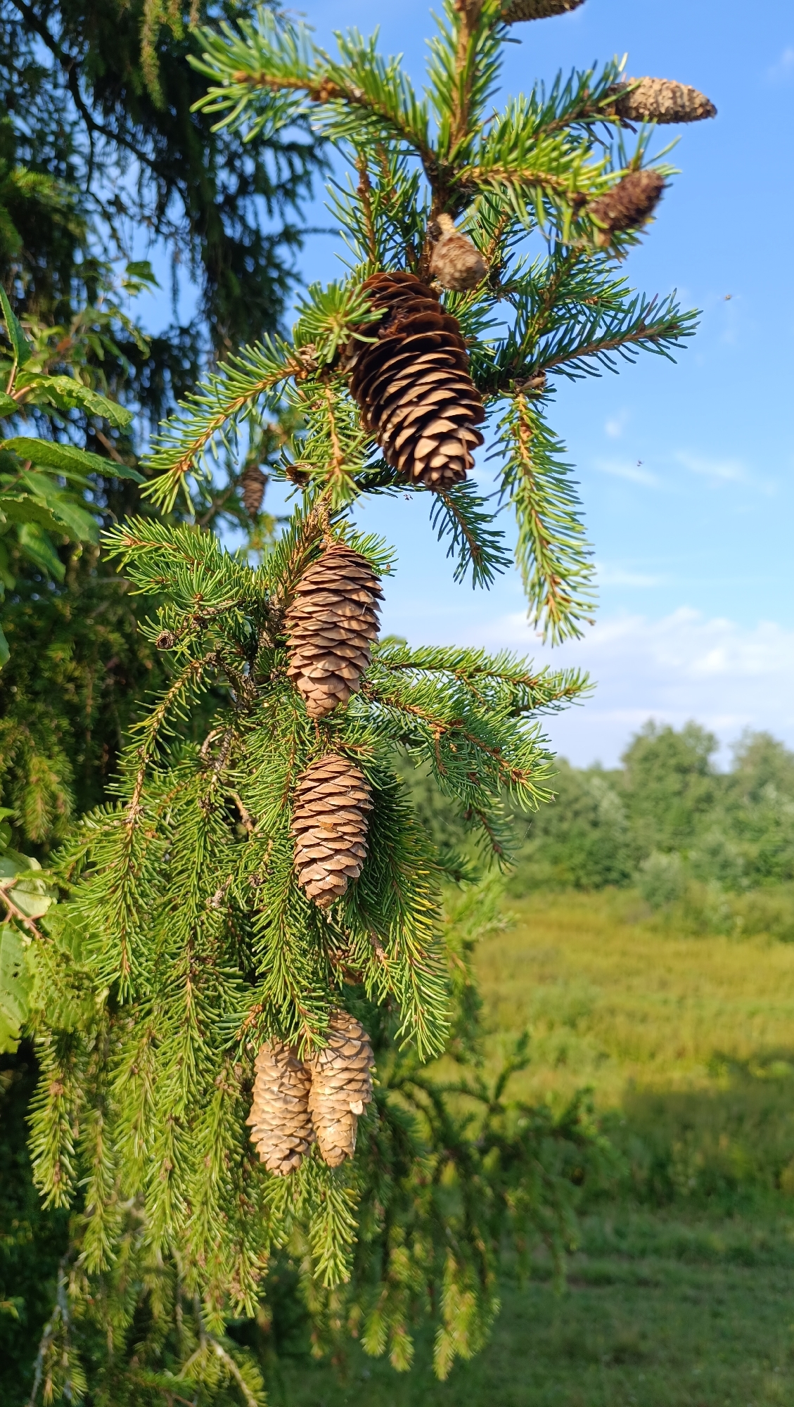 A close-up, vertical, eye-level shot showcases a fir tree branch laden with cones against a bright blue sky. The foreground is dominated by the vibrant green needles and brown cones of the fir tree. Several cones hang from the branch, some elongated and fully developed, others appearing smaller and more immature. In the background, a blurry, sunlit meadow stretches towards a line of trees. The image appears to be taken outdoors in a natural setting, possibly a park or forest, in the city of Karsha, Russia, during daylight hours. There are no people or animals visible in the scene.