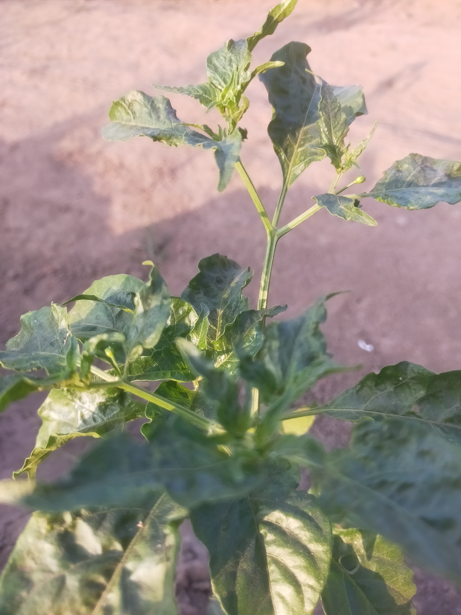 A young, green plant, possibly a pepper plant, is the central subject of this close-up, outdoor photograph. The plant exhibits several large, textured green leaves that are slightly curled and appear somewhat dry. A small, immature green bud or fruit is visible on the stem. The plant is positioned in what appears to be an arid or sandy environment, with the ground a muted pinkish-brown color. The lighting suggests it is either early morning or late afternoon, casting soft shadows and highlighting the plant's textures. There are no people or animals present. The location is the city of Padang Dalom, Indonesia.