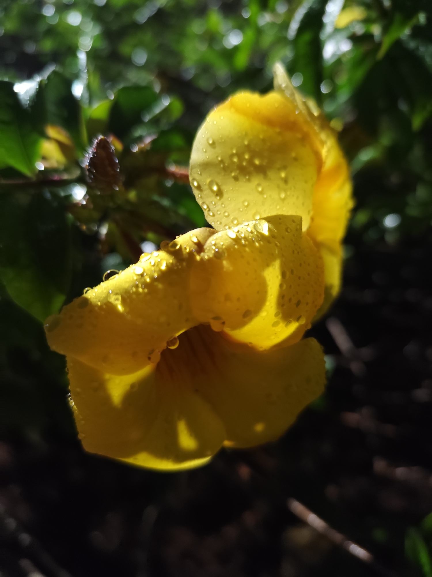 This close-up vertical photograph captures a vibrant yellow flower, possibly an Allamanda, heavily adorned with glistening water droplets. The flower is positioned centrally and slightly to the left, its vivid yellow petals displaying intricate curves and folds. Sunlight illuminates the petals, creating bright highlights on the water droplets and casting soft shadows that define the flower's form.
Numerous tiny, spherical water droplets cling to the petals, reflecting light and adding a sparkling texture. A small, dark flower bud, also seemingly wet, is partially visible in the upper left, nestled among blurred green leaves. The background is largely out of focus, featuring indistinct shapes of dark green foliage and soft, circular bokeh highlights, indicating dappled sunlight filtering through the leaves. The depth of field is shallow, drawing attention to the intricate details of the flower.
The strong highlights and the presence of water droplets suggest the photograph was taken in the early morning after a rain shower or heavy dew. The light has a warm quality, characteristic of morning sunlight. The scene depicts natural beauty and freshness, likely captured in an outdoor garden or natural setting within Da Lat, Vietnam. No specific activity or event is taking place, and no text is visible in the image.