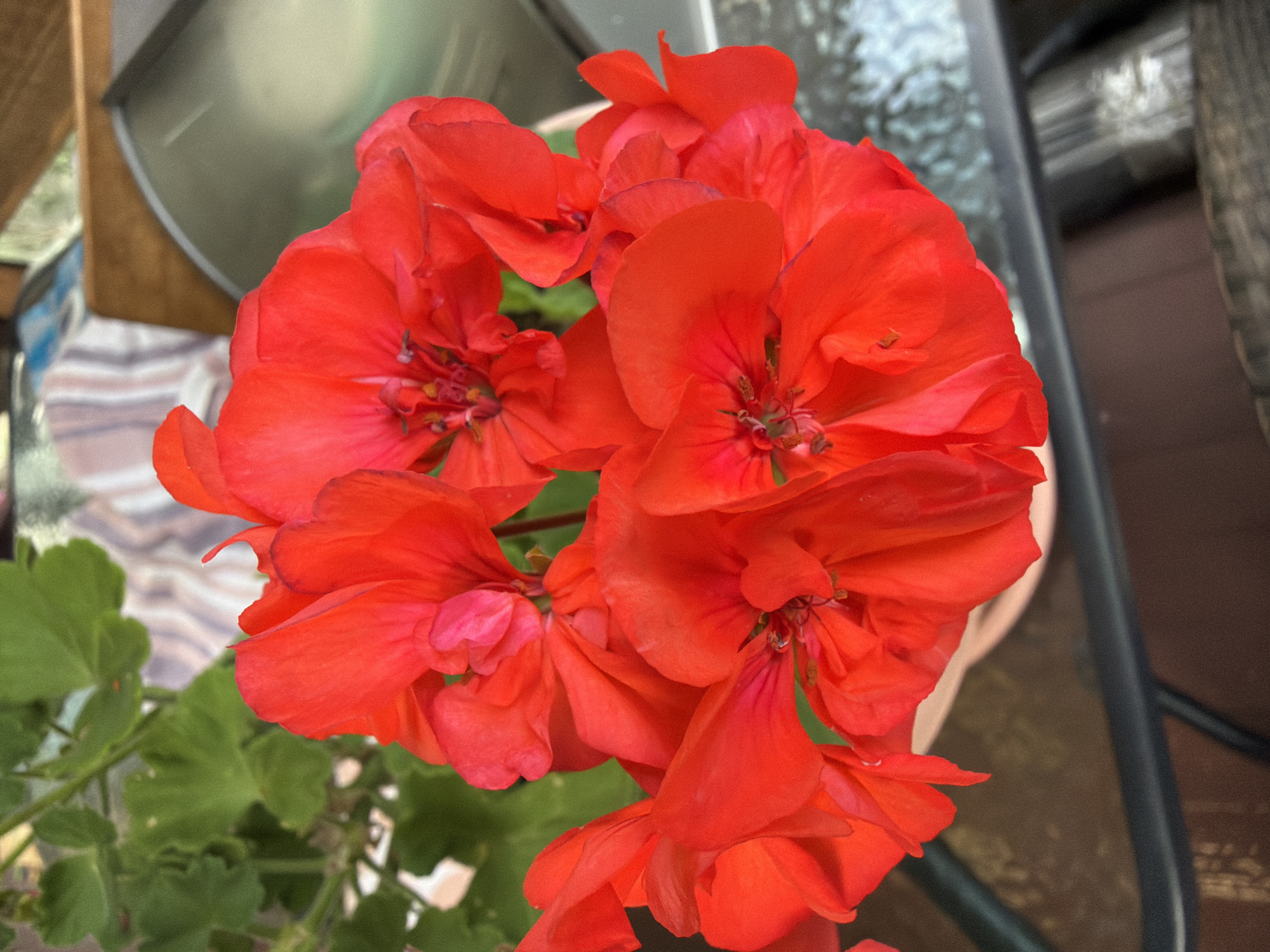 In the city of Imeni Vorovskogo, Russia, a close-up, overhead shot captures a cluster of vibrant red geranium flowers. The blossoms are in full bloom, with petals displaying varying degrees of openness and rich, saturated color. Some petals appear slightly curled or crinkled, adding texture and depth to the scene. In the background, out-of-focus green leaves provide a natural contrast to the bright red flowers. The flowers are situated in a light-colored pot, partially visible at the bottom center of the frame. The surrounding environment suggests an outdoor setting, possibly a patio or balcony, with glimpses of a glass-topped table and wooden elements. The lighting is natural, highlighting the delicate details of the flower petals and creating soft shadows.
