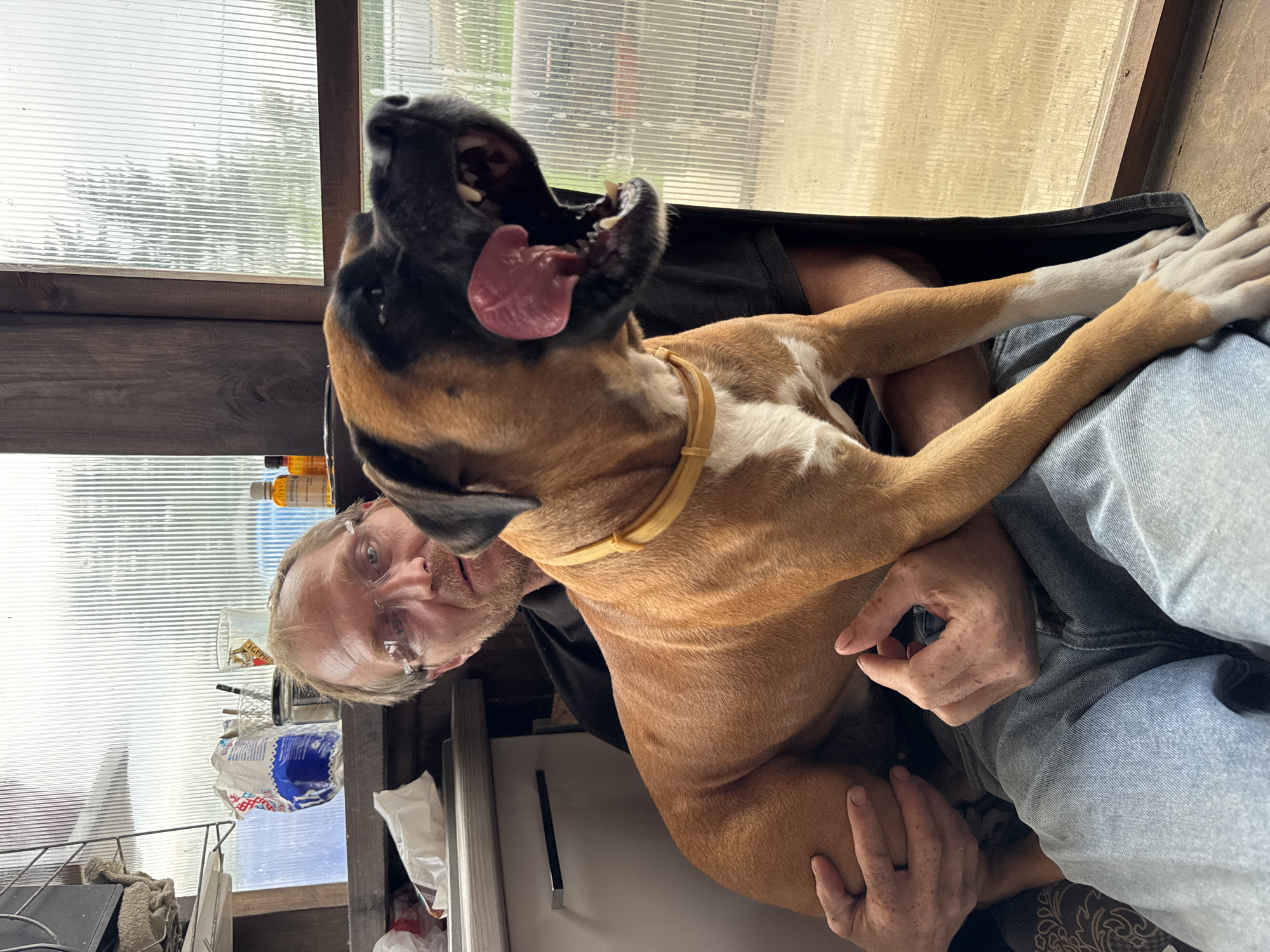 A man with glasses and a beard sits indoors, holding a large tan and black dog. The dog has its mouth open, showing its tongue and teeth. The man is wearing a black shirt and blue jeans. The background appears to be a room with a window made of ribbed, translucent material, possibly a greenhouse or shed. Shelves with various items are visible to the left of the man. The environment suggests a casual, possibly rustic, indoor setting. The image does not provide any specific indicators of its location within the city of Chaikovsky, Russia.