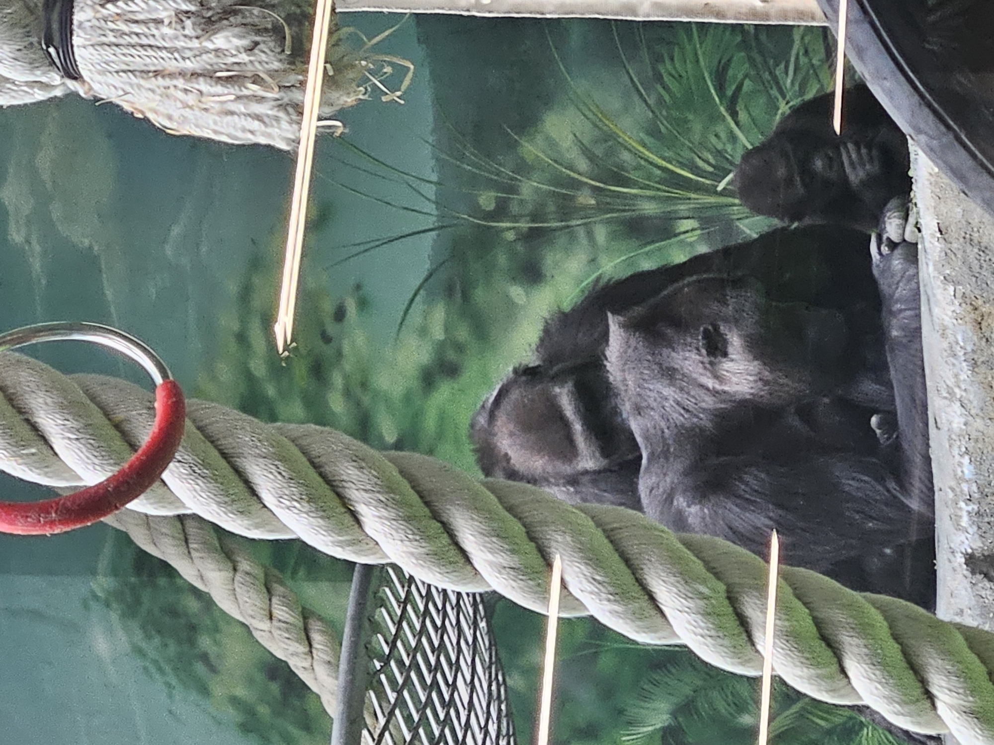 A close-up photograph shows two chimpanzees, one resting on the other, seemingly asleep. They are situated near a thick, twisted rope with a red loop attached to it. A metal cage is visible below the rope. The background is a blurred image of green foliage. The image was taken at the Moscow Zoo in Russia.