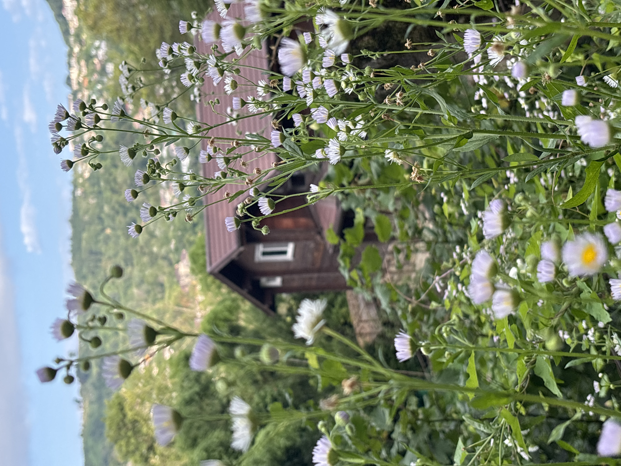 The image shows a cluster of small, daisy-like flowers with white and purple petals in the foreground, with a wooden house in the background. The house has a brown roof and a white-framed window. Lush green trees and hills covered with buildings are visible behind the house, under a blue sky with scattered clouds. The scene appears to be a natural setting with a residential area in the distance. The location is not specified as being in Sochi, Russia.