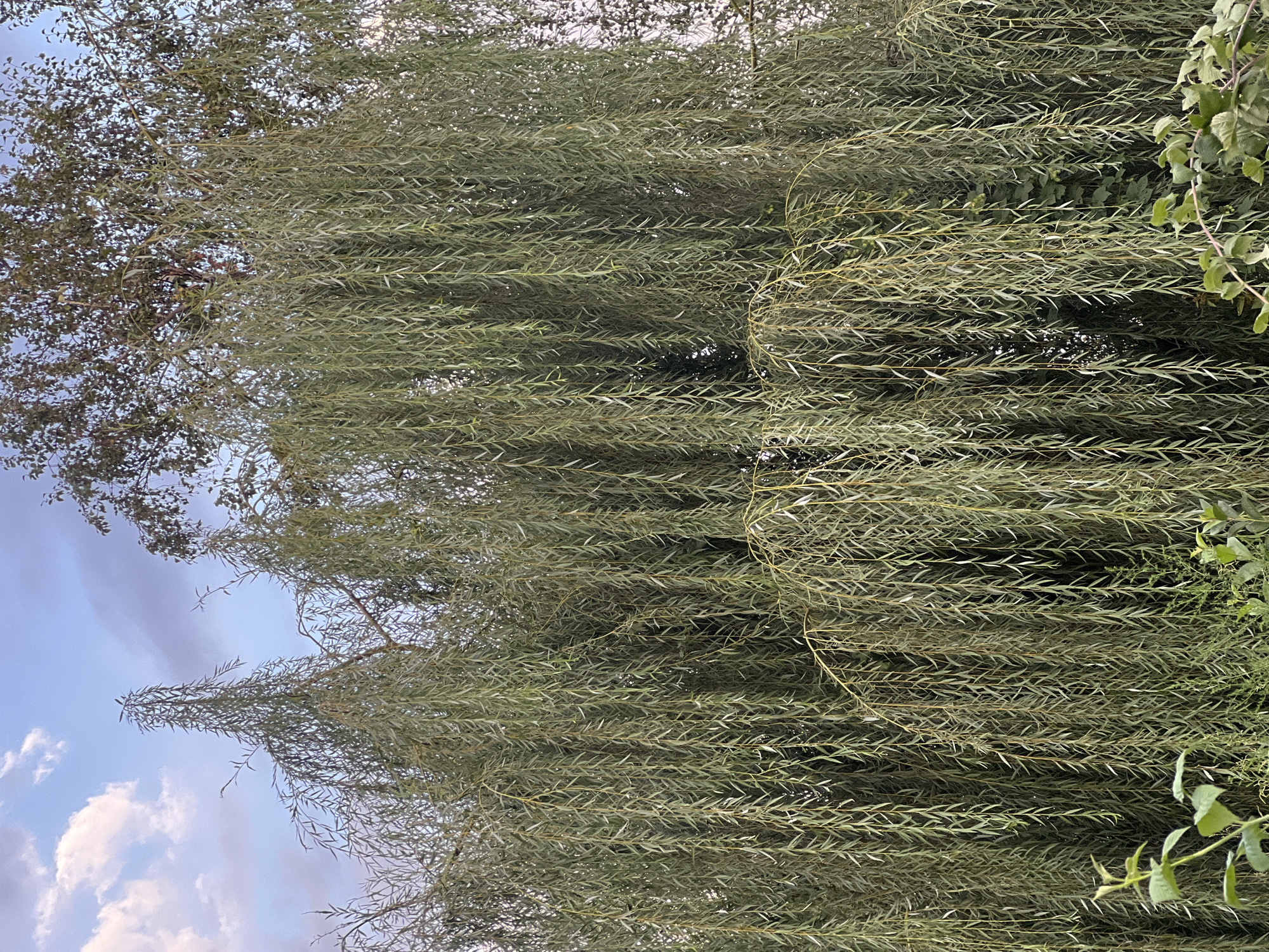 This is a medium-shot, eye-level, outdoor photograph of a large weeping willow tree with its long, thin branches and leaves hanging down. The tree is in the foreground, dominating the frame. In the background, a blue sky with scattered white and gray clouds is visible, along with the tops of other trees. The lower part of the image shows some green foliage and plants at the base of the willow. The scene appears to be in a natural or park-like setting, possibly in Ak-Suu, Kyrgyzstan, given the prompt's context. There are no people or animals visible in the image, and no specific actions or interactions are taking place. The lighting suggests it could be late afternoon or early morning, given the soft light and cloud cover.