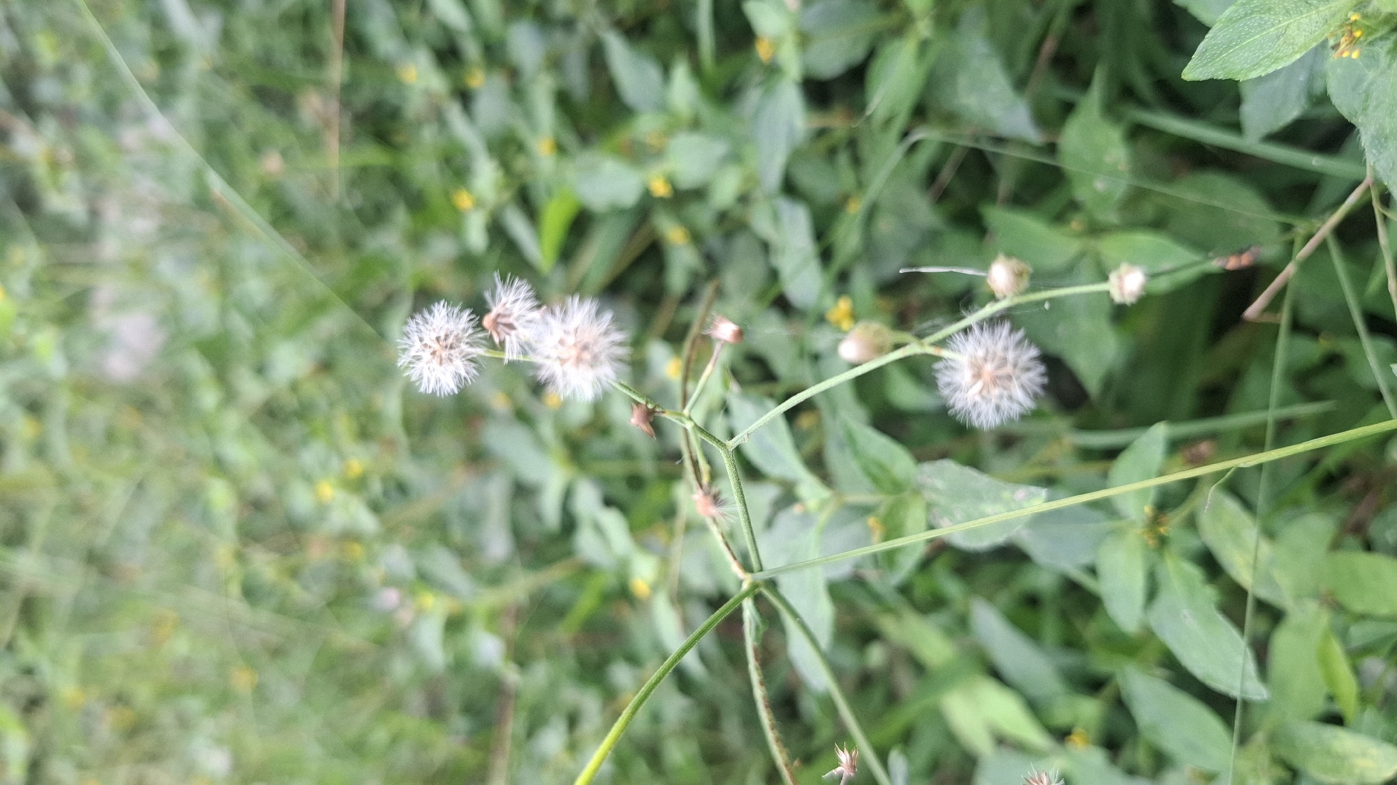 A shallow depth of field image shows several white, fluffy seed heads of a plant against a background of green foliage. The plant stems are thin and green, with some small brown buds visible. The foliage is dense and appears to be a mix of leaves and grass. There are a few small yellow flowers scattered throughout the background. The scene appears to be outdoors in a natural environment, likely in Rahong, Indonesia, given the lush greenery. No people or animals are visible in the image.