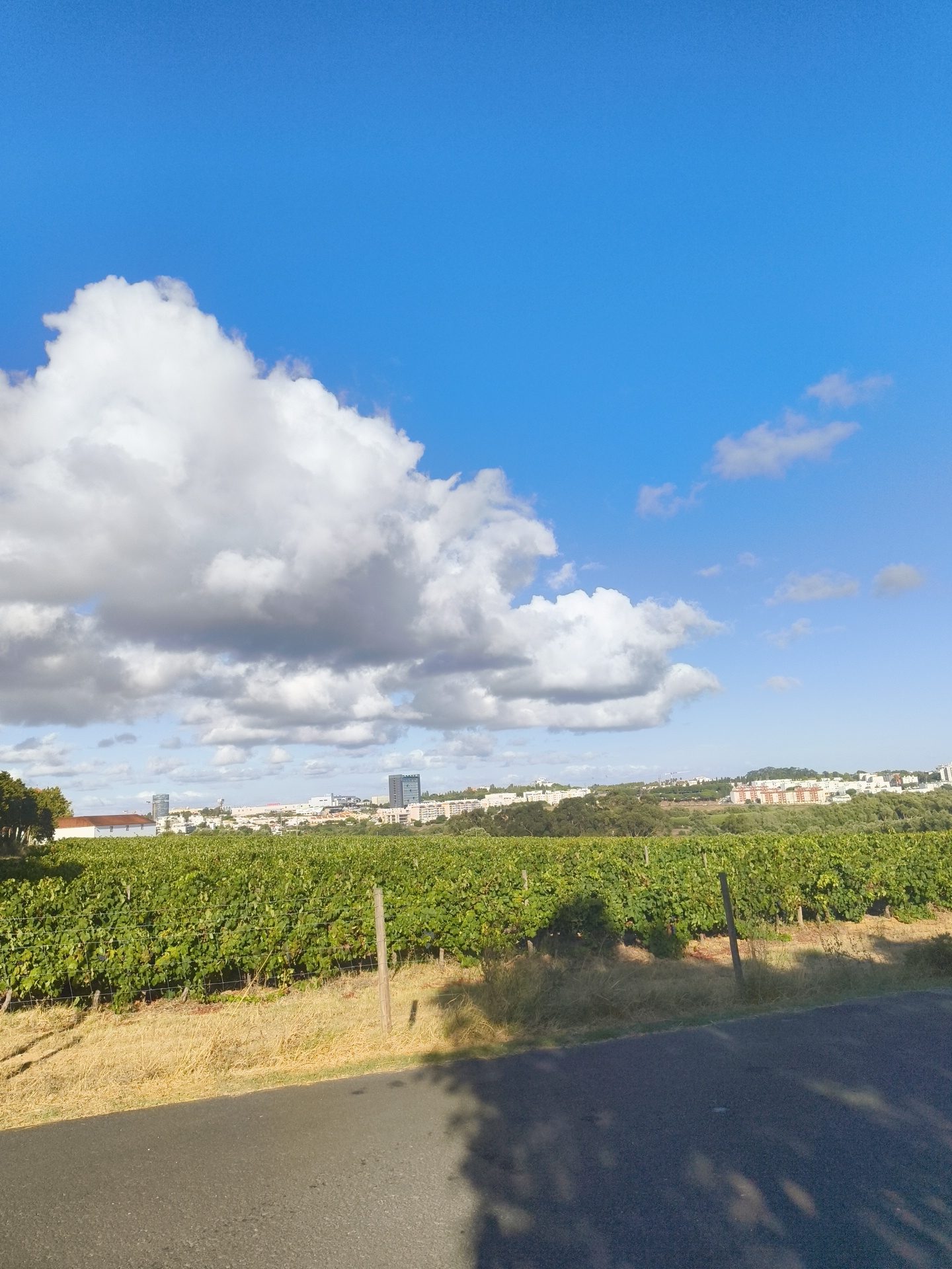 A wide-angle shot depicts a sunlit vineyard in Oeiras, Portugal. The foreground is dominated by a paved road and dry grass, casting dappled shadows. Behind this, neat rows of vibrant green grapevines stretch horizontally across the frame, bordered by a simple fence with wooden posts. In the middle ground, a dense line of trees forms a natural barrier. Beyond the trees, a city skyline is visible, characterized by a cluster of buildings including a tall, dark skyscraper and numerous low-rise residential blocks with red-tiled roofs. The sky above is a brilliant blue, adorned with large, fluffy white clouds, particularly prominent on the left side of the image. The lighting suggests it is daytime, likely late morning or early afternoon, with the sun casting distinct shadows. There are no people or animals visible in the image.