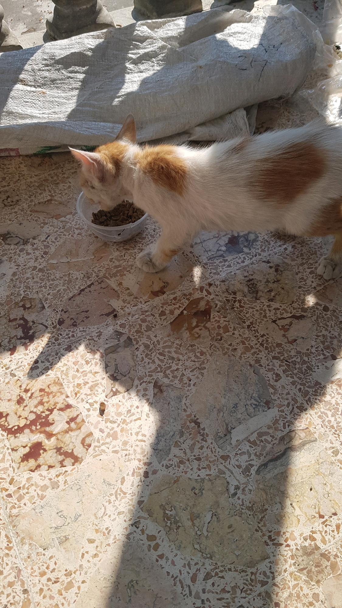 A domestic shorthair cat, predominantly white with ginger markings, is captured in the process of eating kibble from a transparent plastic bowl. The cat is positioned on a terrazzo floor, characterized by a speckled pattern of various colored chips. Sunlight casts strong shadows across the scene, indicating an outdoor or partially enclosed space, possibly a balcony or patio. In the background, a large, white woven sack is visible, partially obscured by shadow. The overall environment suggests an urban setting, possibly within the city of Kandangan, Indonesia, given the context. The image is taken from a high-angle perspective.
