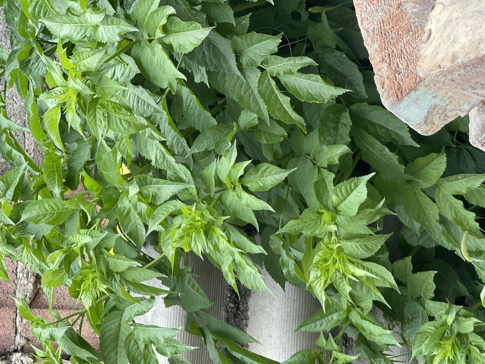 A close-up, eye-level shot captures a dense cluster of vibrant green foliage, primarily leaves, against a background that includes a brick wall and a section of a textured, possibly corrugated, surface. The leaves are various shades of green, with some appearing a brighter, almost neon green, suggesting new growth. The leaf edges are serrated, and the surfaces have visible veins. The composition is dominated by the plant life, with only glimpses of the surrounding elements. The lighting appears to be natural daylight, casting subtle shadows among the leaves. The scene is devoid of people, animals, or any discernible activity. The overall impression is one of lush, organic growth in an outdoor urban setting, possibly a garden or overgrown area within Bishkek City, Kyrgyzstan.