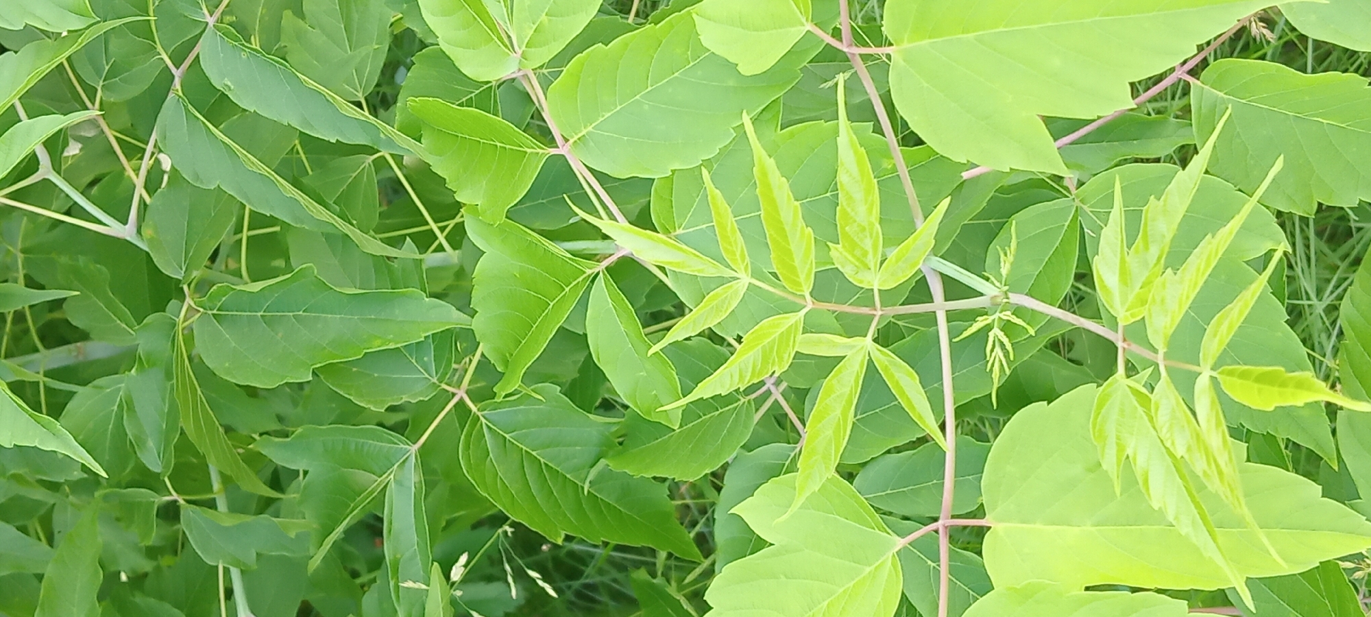 The image displays a close-up, vertical view of lush green foliage, suggesting an outdoor environment in Koviagy, Ukraine. The plants are characterized by compound leaves, with multiple leaflets branching off a central stem. The leaves vary in shade from a vibrant, almost chartreuse green to a deeper, more saturated green. Thin, reddish-purple stems are visible, supporting the leaves and creating a web-like structure throughout the frame. The background is a soft blur of more greenery and hints of grass, indicating a dense growth of vegetation. No people or specific man-made objects are discernible, and no actions or interactions are depicted. The scene appears to be a natural, verdant setting within the city.