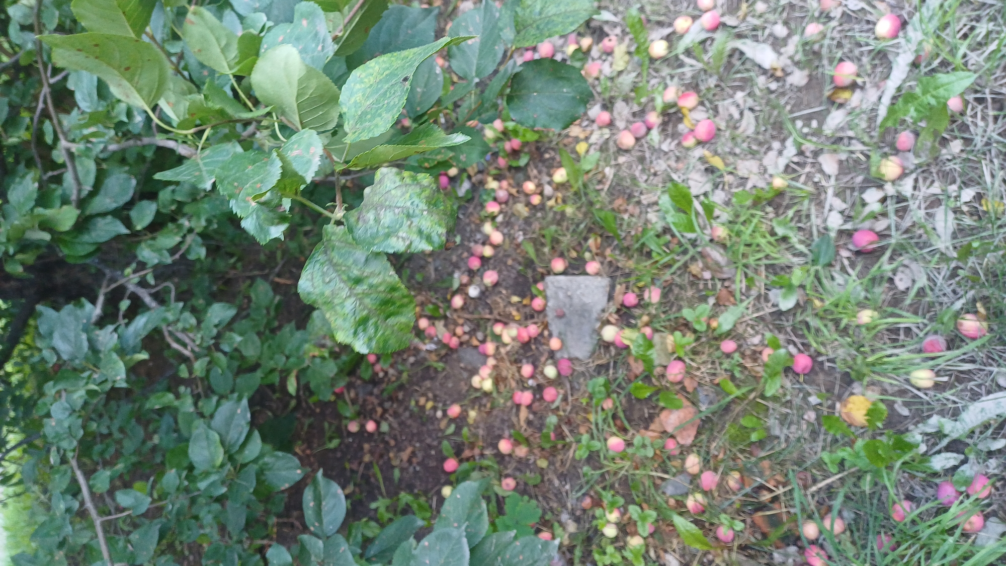 The image depicts a patch of ground beneath a tree, likely an apple tree, as evidenced by the numerous small, round fruits scattered on the soil and amidst the grass. The fruits are predominantly red and yellow, indicating they are likely crabapples or small apples that have fallen from the branches. The ground is covered with a mix of soil, dry leaves, and green grass. Several leaves from the tree are also visible, some appearing to be in various stages of decay. A small, gray concrete fragment is present in the middle ground, resting amongst the fallen fruit. The overall scene suggests an outdoor setting, possibly a park, garden, or backyard, within the city of Izhevsk, Russia, during autumn or late summer when fruits are ripening and falling. There are no people or animals visible in the frame.
