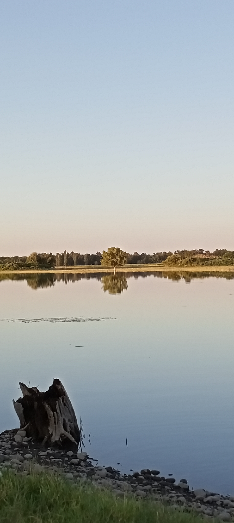 The image depicts a tranquil, wide expanse of calm water, likely a lake or slow-moving river, under a clear, pale blue sky. The horizon is lined with a dense band of trees and vegetation, punctuated by a single, prominent tree in the mid-ground, its reflection mirrored perfectly on the water's surface. In the foreground, on the left bank, a weathered, gnarled tree stump rests on a rocky shore, partially covered by green grass. The scene is devoid of human presence. The lighting suggests it is either early morning or late afternoon, with a soft, diffused glow illuminating the landscape. There is no identifiable signage, architectural features, or specific landmarks that would indicate its location within the city of Aral, Kyrgyzstan.