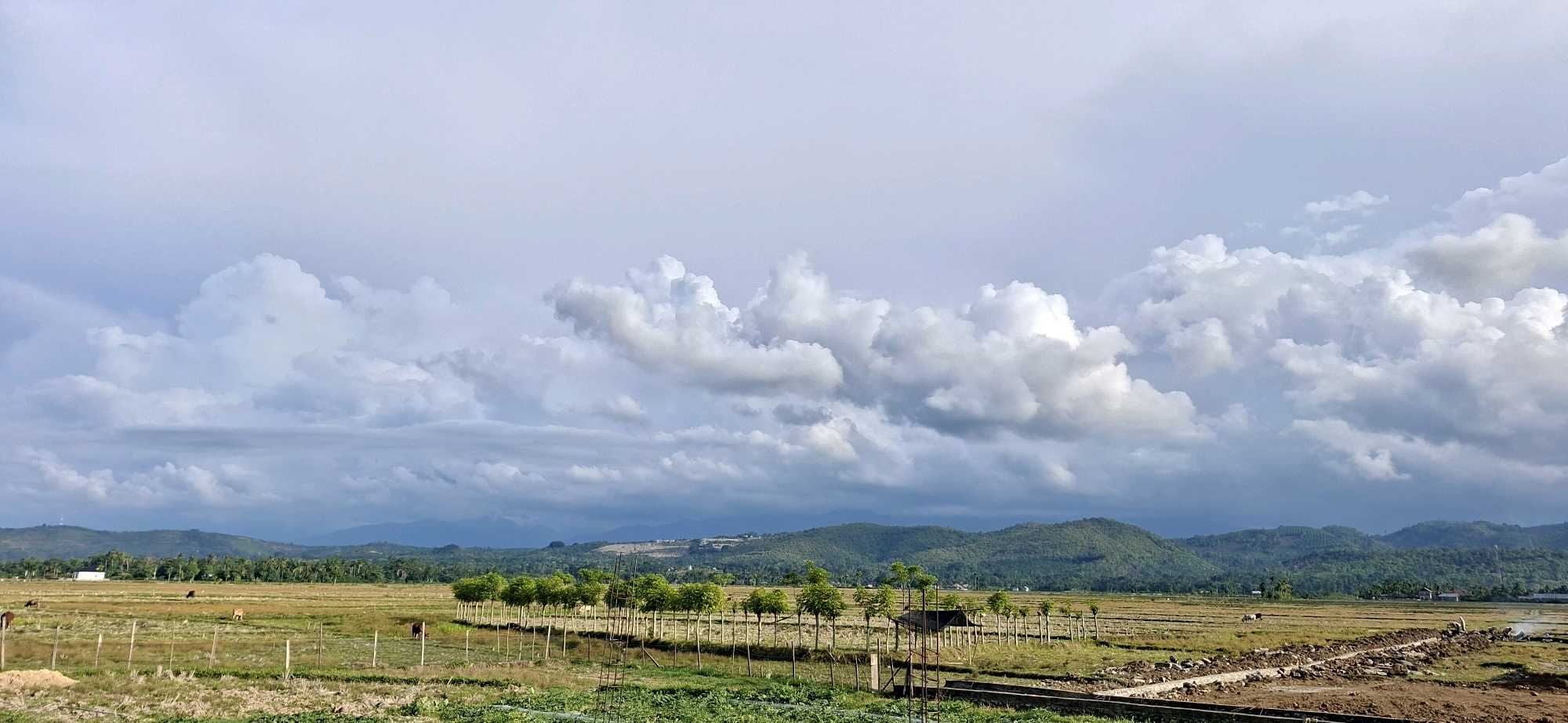 The image captures a wide landscape scene in Gronggrong, Indonesia, under a cloudy sky. In the foreground, there is a cultivated field with green vegetation and some dry, harvested areas. A fence runs along the edge of the field, and several cows are scattered throughout the open grassy areas.
Further back, a row of young trees with thin trunks and green foliage stretches horizontally across the middle ground. A small, rustic shelter made of wood and thatch stands among these trees. Beyond the trees, there are more fields, appearing somewhat dry or fallow, and in the distance, rolling green hills form the horizon. The sky is filled with dramatic, voluminous white and gray clouds, suggesting a dynamic weather system. The overall impression is a rural, agricultural landscape bathed in diffused light.
