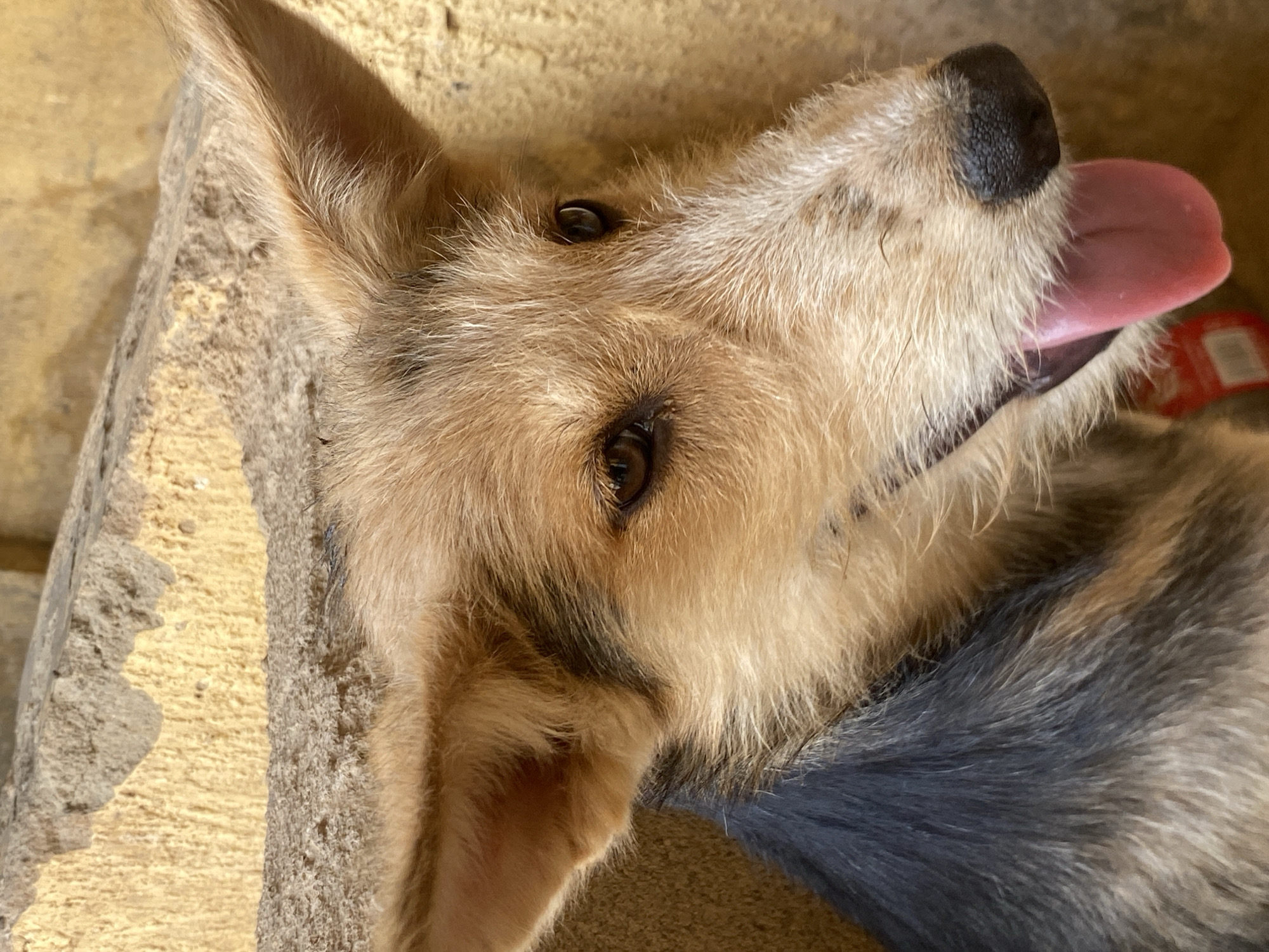 A medium-close-up shows a light brown and dark gray dog lying on a yellow surface. The dog is panting with its tongue hanging out. It has brown eyes and a black nose. It is located in Barden Yana, Nigeria.