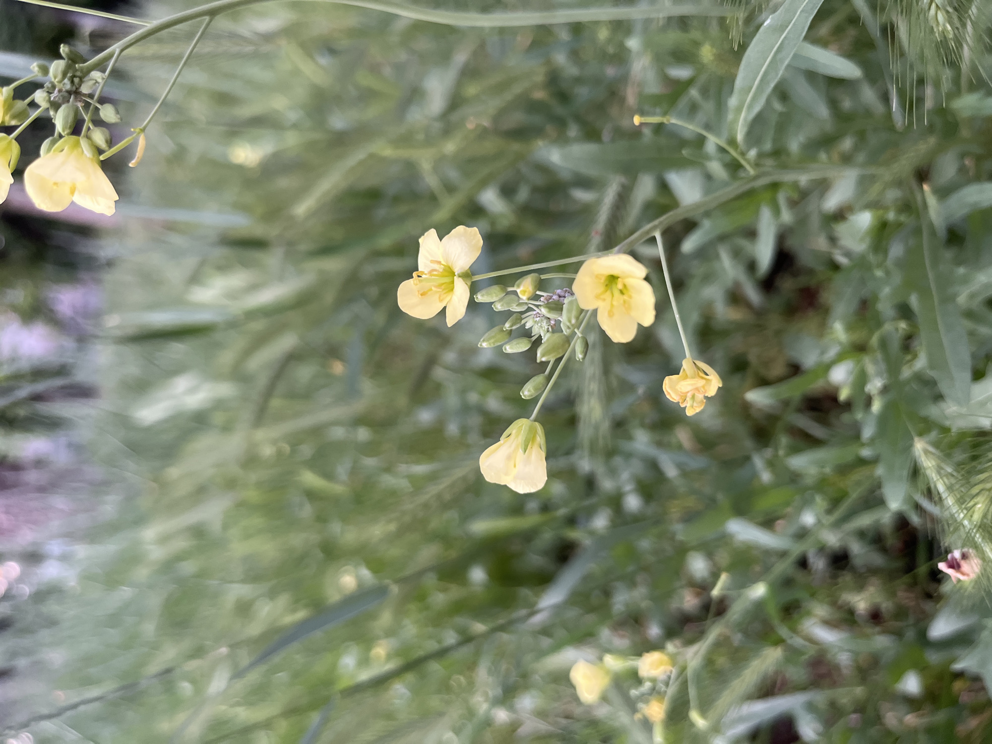The image shows a close-up of yellow wildflowers growing in a garden or natural area. The plants have thin stems with small, pale yellow petals. The background features a blurred mix of green foliage and other vegetation. The image was probably taken outdoors in daylight. The exact location in Kryvyi Rih, Ukraine, cannot be determined from the image alone. There are no people, specific objects, or actions immediately visible in the image.