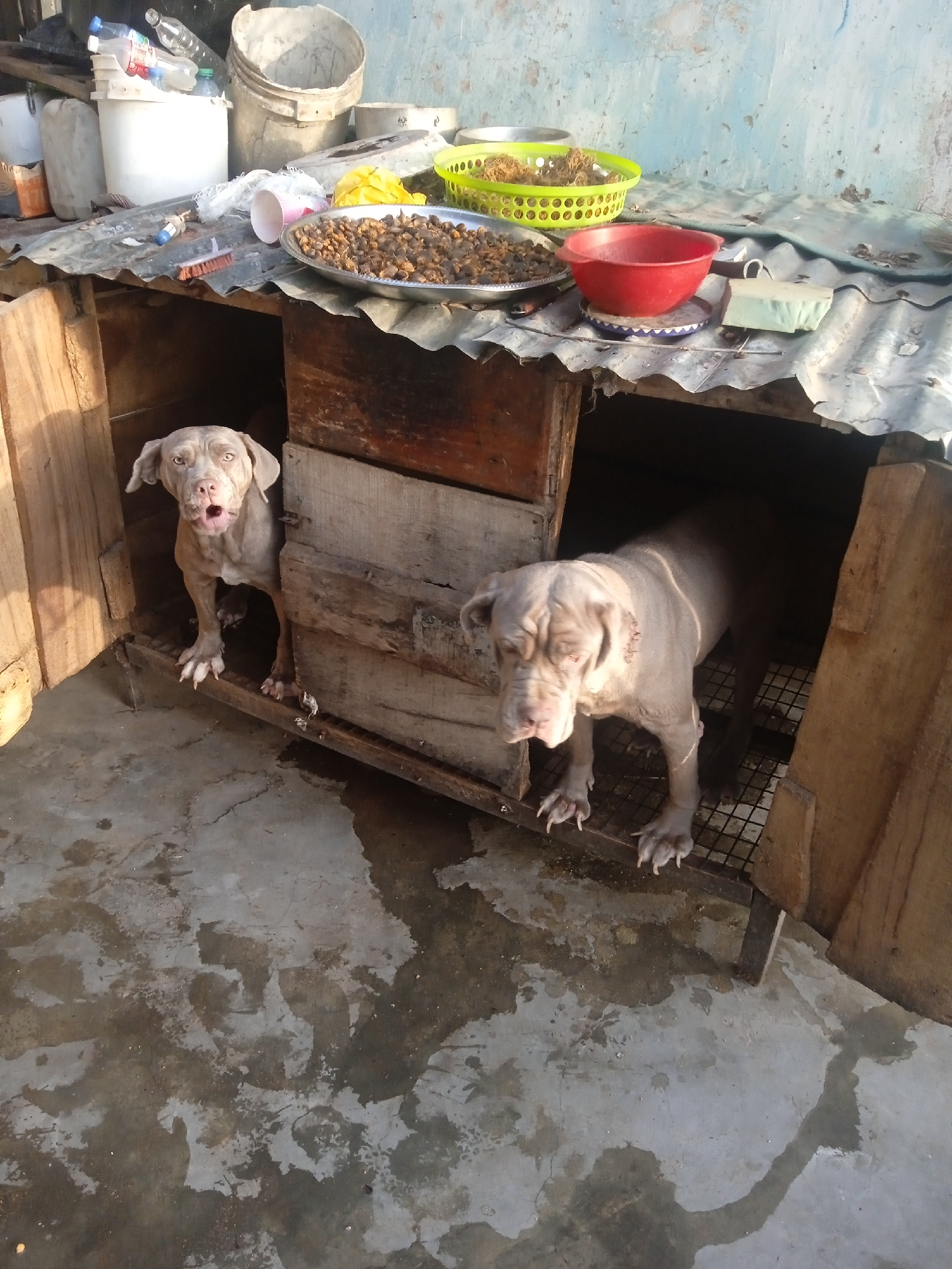 The image shows two dogs, likely puppies, standing inside a dilapidated wooden structure covered with corrugated iron sheets. The dogs appear to be the same breed, with light grey fur and wrinkles on their faces. The dog on the left has its mouth open, possibly barking. The one on the right has a more somber expression. On top of the structure, there are various items including plastic containers, a silver tray with food, a green plastic basket, and a red bowl. The ground in front of the structure appears to be a concrete surface with some stains and discoloration. The location is Unknown, Unknown.