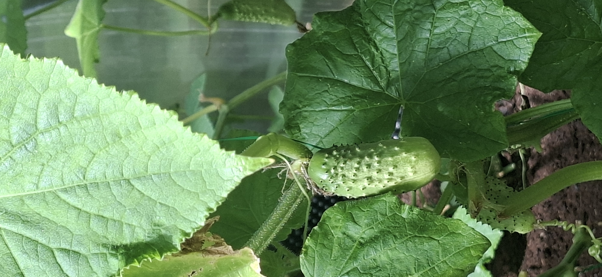A close-up, vertical, eye-level shot captures a young cucumber plant with developing fruit and large, textured green leaves. The focus is on a single, bumpy cucumber fruit hanging from a stem, surrounded by lush foliage. In the background, the environment appears to be a greenhouse, with a blurred, translucent wall and hints of other plants. The lighting is natural, suggesting it's daytime. The image does not provide any information about the city of Järvenpää, Finland.