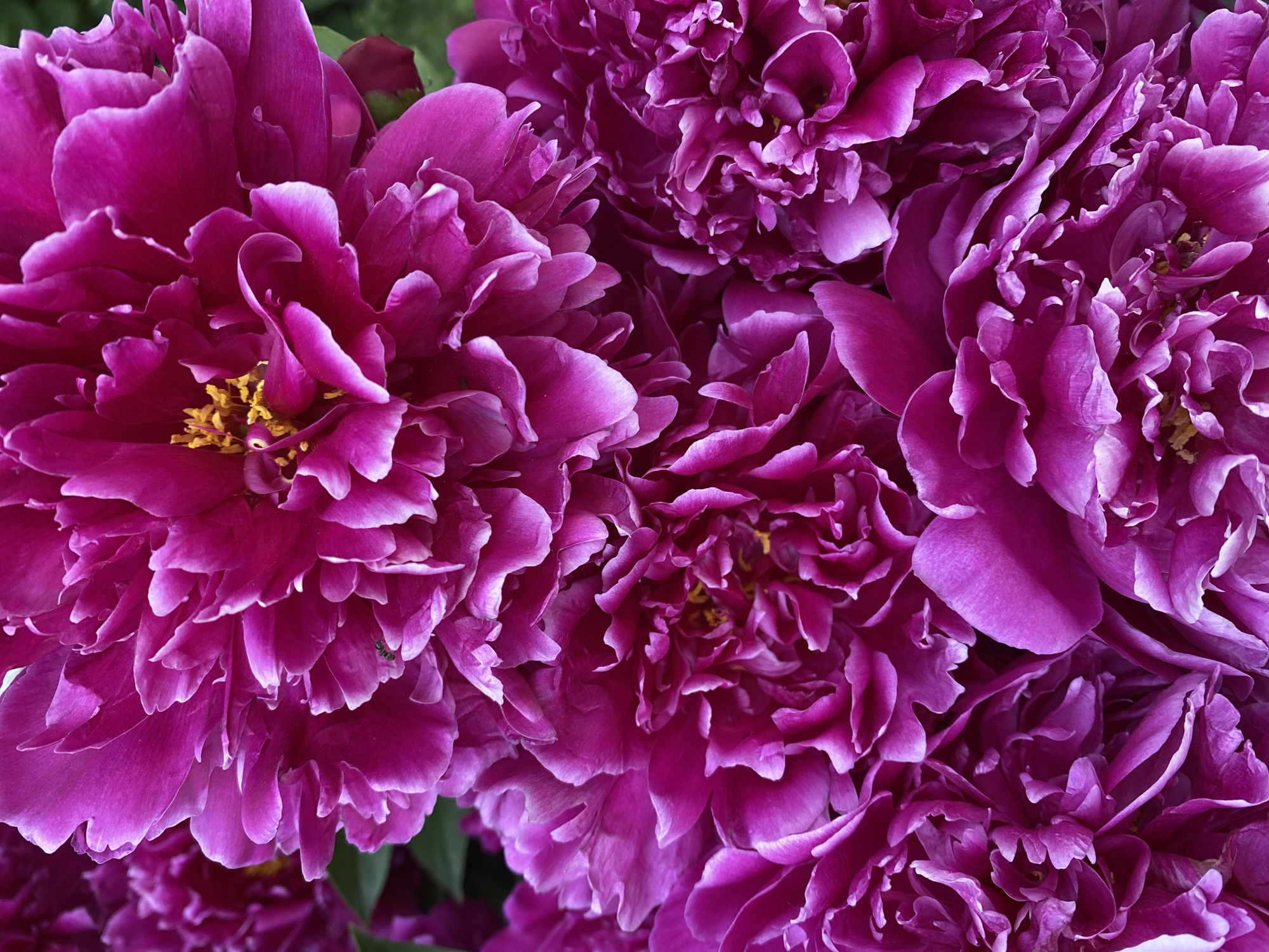 The image is a close-up, overhead view of several vibrant magenta peonies. The flowers are densely packed, with many layers of ruffled petals. Yellow stamens are visible in the center of some of the blooms. The background is a soft blur of green foliage. There is a small, dark insect, possibly an ant, on one of the petals in the upper right quadrant of the image. The scene appears to be outdoors, likely in a garden. There is no information in the image to suggest a specific location in Novokuznetsk, Russia.