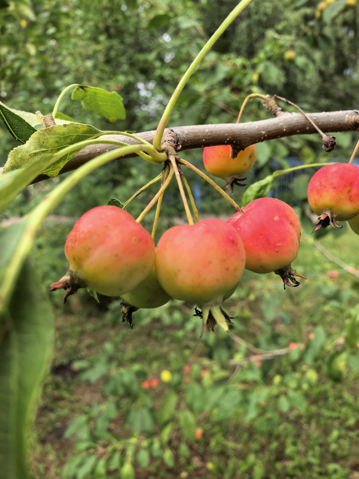 A close-up, eye-level shot focuses on a cluster of small, ripe crabapples hanging from a thin branch. The crabapples are round and exhibit a gradient of color, transitioning from yellow at the bottom to a vibrant red at the top, with subtle red speckles scattered across their surface. Each fruit has a short, thin stem connecting it to the branch, and a small, dried calyx at its base. The branch itself is thin and brown, with a rough texture and small, light-colored lenticels. Green leaves, some showing minor imperfections, are also visible, attached to the branch.
The background is softly blurred, indicating a shallow depth of field. It depicts a verdant environment with lush green foliage, suggesting a garden or park setting. Out-of-focus patches of red and yellow are scattered throughout the background, possibly indicating other small flowers or berries, or simply light filtering through the leaves. The overall impression is of a natural, outdoor scene, likely in Sterlitamak, Russia, during a season when crabapples are ripe for harvest. No people are present in the image.