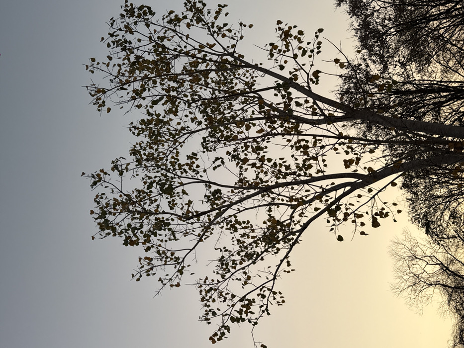 This image depicts a large, deciduous tree, silhouetted against a gradient sky during either sunrise or sunset in Ban Huai Sai, Thailand. The tree dominates the central frame, exhibiting a dense network of bare branches interspersed with numerous small, heart-shaped leaves displaying yellowish-green and muted brown tones. The sky transitions from a soft, warm yellow-orange at the lower left horizon to a pale, cool blue-grey towards the top of the frame. In the lower right foreground, a cluster of other trees and shrubbery is visible, heavily silhouetted and mostly defoliated. No people, animals, actions, or interactions are present in the scene.