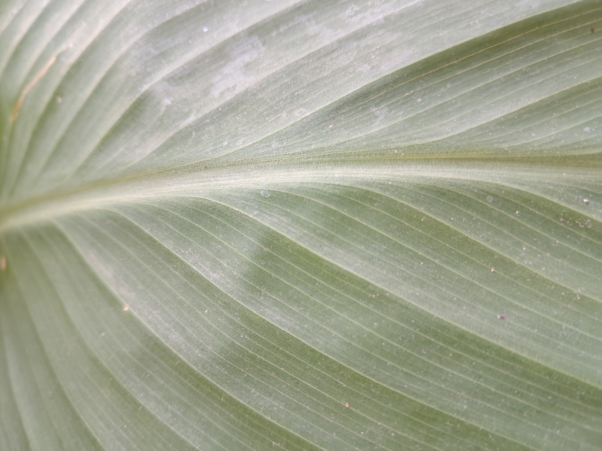 The image is a close-up, macro shot of a large, green leaf, likely from a tropical plant. The leaf exhibits prominent parallel veins running diagonally across the frame, creating a textured, ribbed surface. The color is a muted, desaturated green, with a slight powdery or dusty appearance visible on the surface. There is no discernible location within the city of Amygdaleonas, Greece, as the image focuses solely on the texture and pattern of the leaf, with no surrounding environmental context. No people, actions, or interactions are present.
