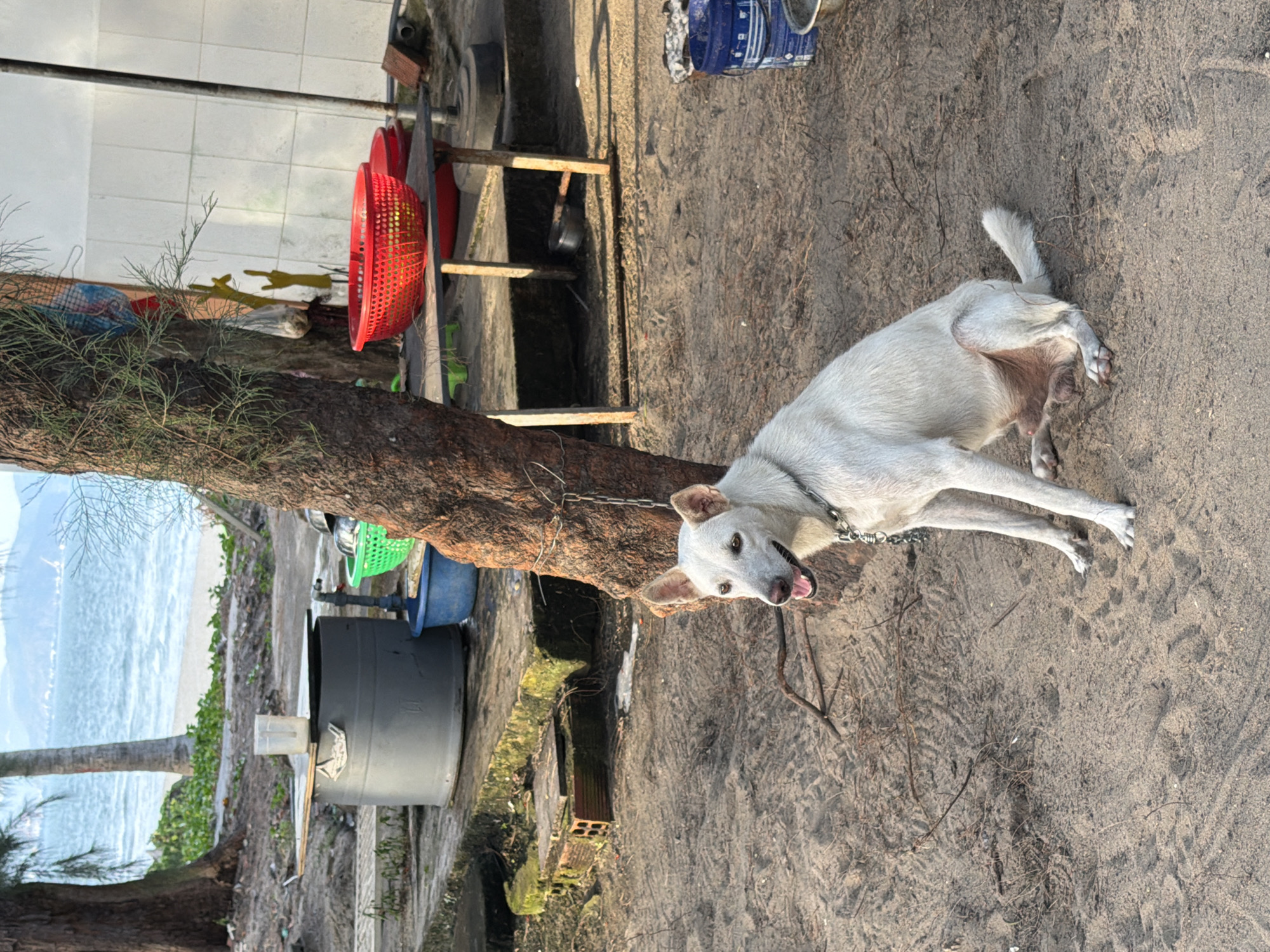 A white dog is chained to a tree on a sandy beach. The dog is lying on the sand with its head turned towards the camera. The dog has light brown eyes and a pink tongue. The tree is a large, old tree with rough bark. The beach is covered in sand and small pebbles. In the background, there is a body of water, likely the ocean, and some vegetation. There are also some objects scattered on the sand, including a red basket, a blue bucket, and some other miscellaneous items. The time of day appears to be late afternoon, as the sun is casting long shadows. The weather is clear and sunny. The location is likely a tropical or subtropical region, given the vegetation and the presence of the ocean. The overall mood of the image is peaceful and serene.