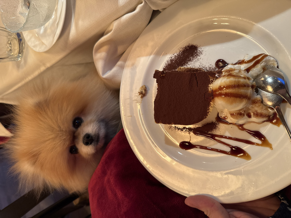 A fluffy, light-brown Pomeranian dog with dark eyes and a black nose peers over a red velvet cushion towards a white dessert plate. The dog occupies the upper-left and center portion of the frame, fixated on the plate below. The white ceramic plate, held on the left by a human hand, displays a rectangular slice of tiramisu heavily dusted with cocoa powder, alongside a scoop of vanilla ice cream. Both desserts are garnished with multiple streaks of caramel sauce. A silver spoon rests on the plate next to the ice cream. The background is softly blurred, showing elements of a restaurant environment, including white linen and glassware, consistent with a dining establishment in Venice, Italy.