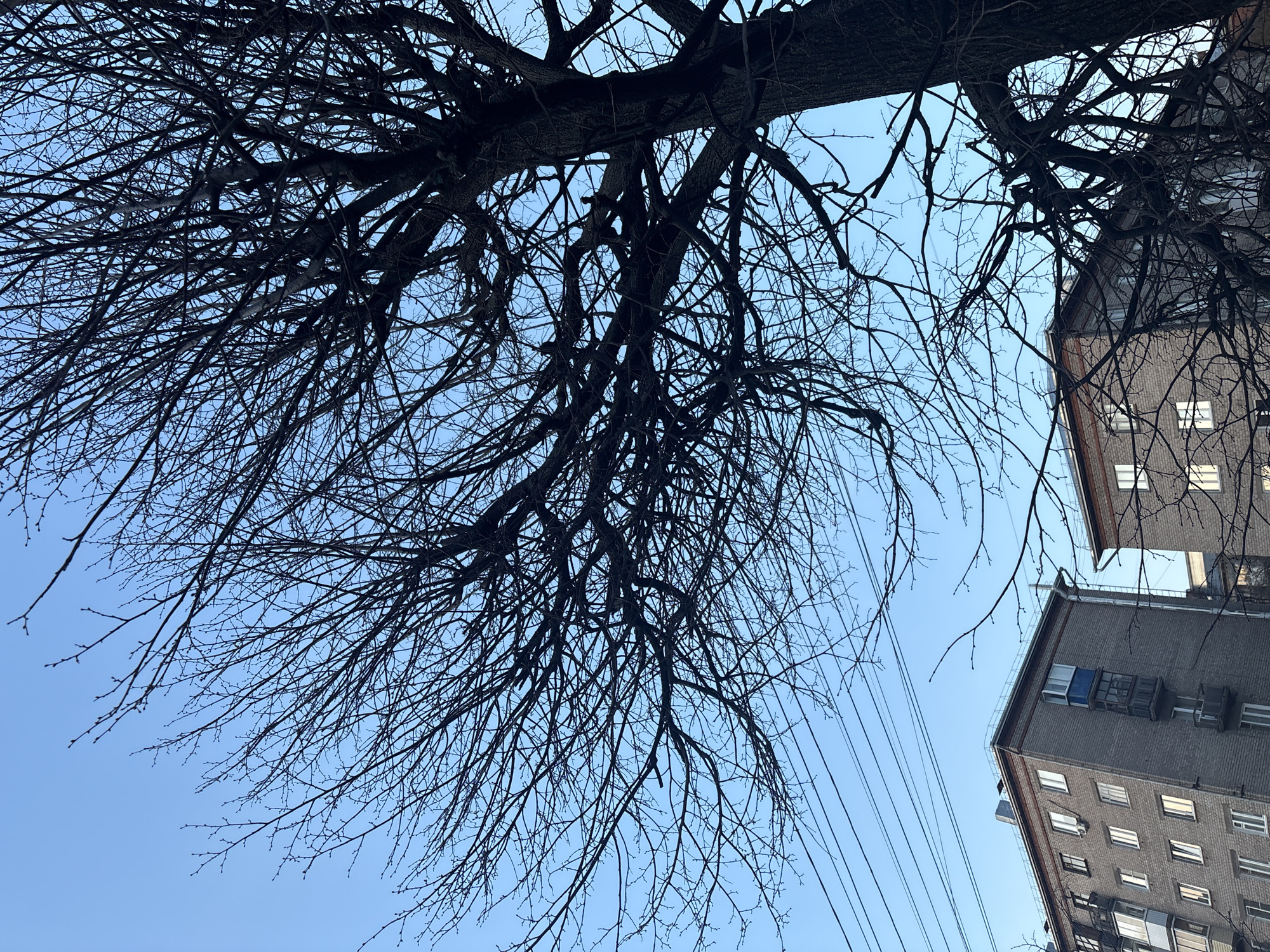 The image captures an upward view, dominated by the intricate silhouette of a large, bare tree against a clear, light blue sky. The tree's dark, gnarled trunk is visible at the very top, and its numerous, thin branches spread across most of the frame, creating a dense, web-like pattern. Small buds are discernible on many of the finer branches, suggesting late winter or early spring.
On the right side of the frame, two urban buildings are partially visible. The closer building, on the lower right, appears to be a multi-story structure made of grey brick or concrete, with a flat roof and numerous rectangular windows. Some windows reflect light, while others appear dark. Above and slightly behind it, a second, taller building with a similar architectural style is partially obscured by the tree branches. Overhead power lines or utility cables stretch diagonally across the lower right quadrant of the sky, extending from beyond the frame towards the buildings.
The scene depicts a clear daytime, likely in Izhevsk, Russia, given the provided context. The bare branches of the tree indicate a season without foliage, such as winter or early spring. There are no people visible, and no specific activity or event is taking place, presenting a static urban landscape view. No visible text is present in the image.