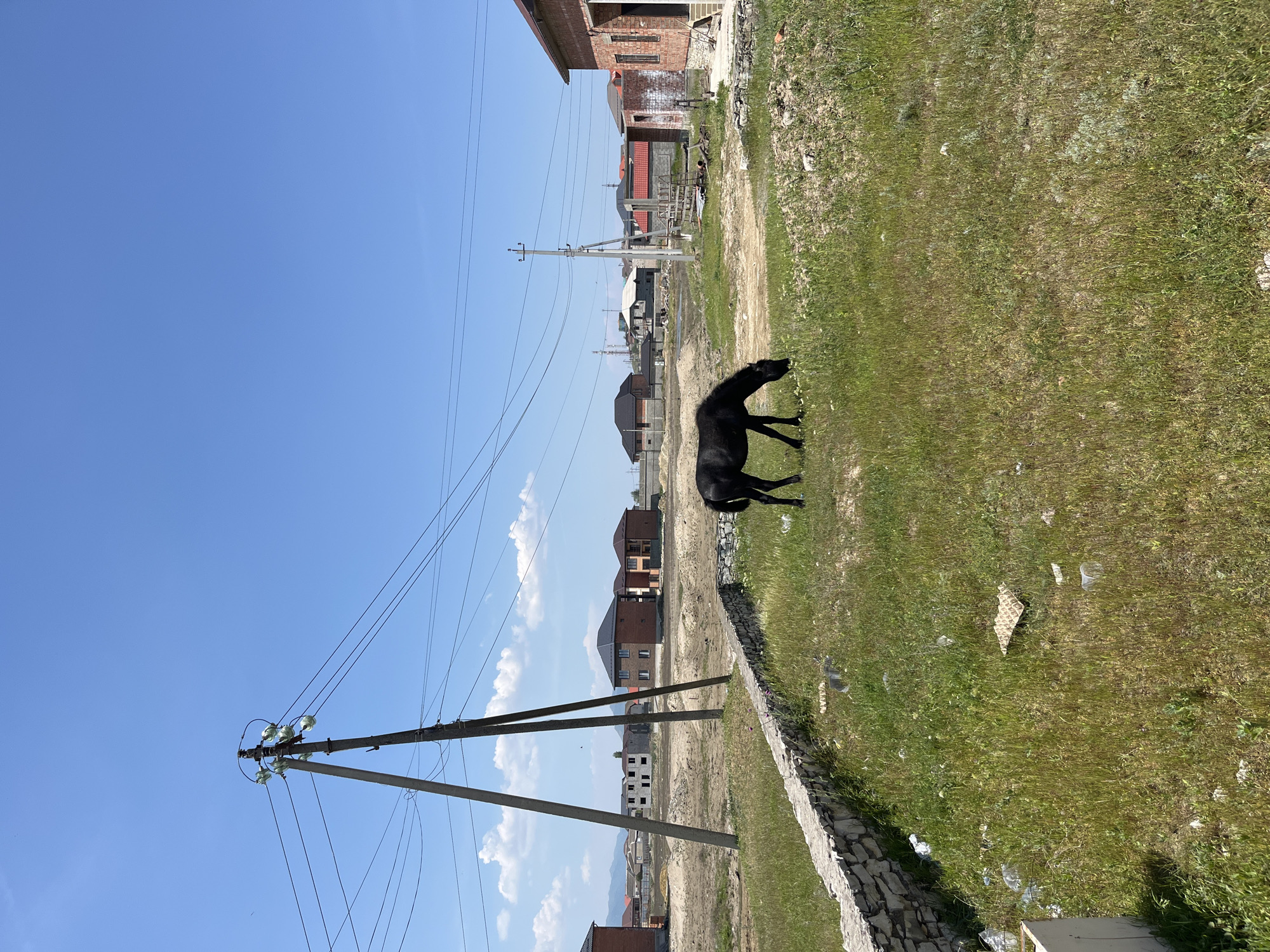 The image shows a sunny day in what appears to be a developing residential area, likely in Kaspiysk, Russia based on available context. A black dog stands on a strip of grassy land between a dirt road and a low stone wall. Beyond the road are several partially constructed or recently built houses with brick facades. Power lines run overhead, supported by concrete poles. The sky is clear blue with a few scattered clouds. Debris and litter are visible on the grass.