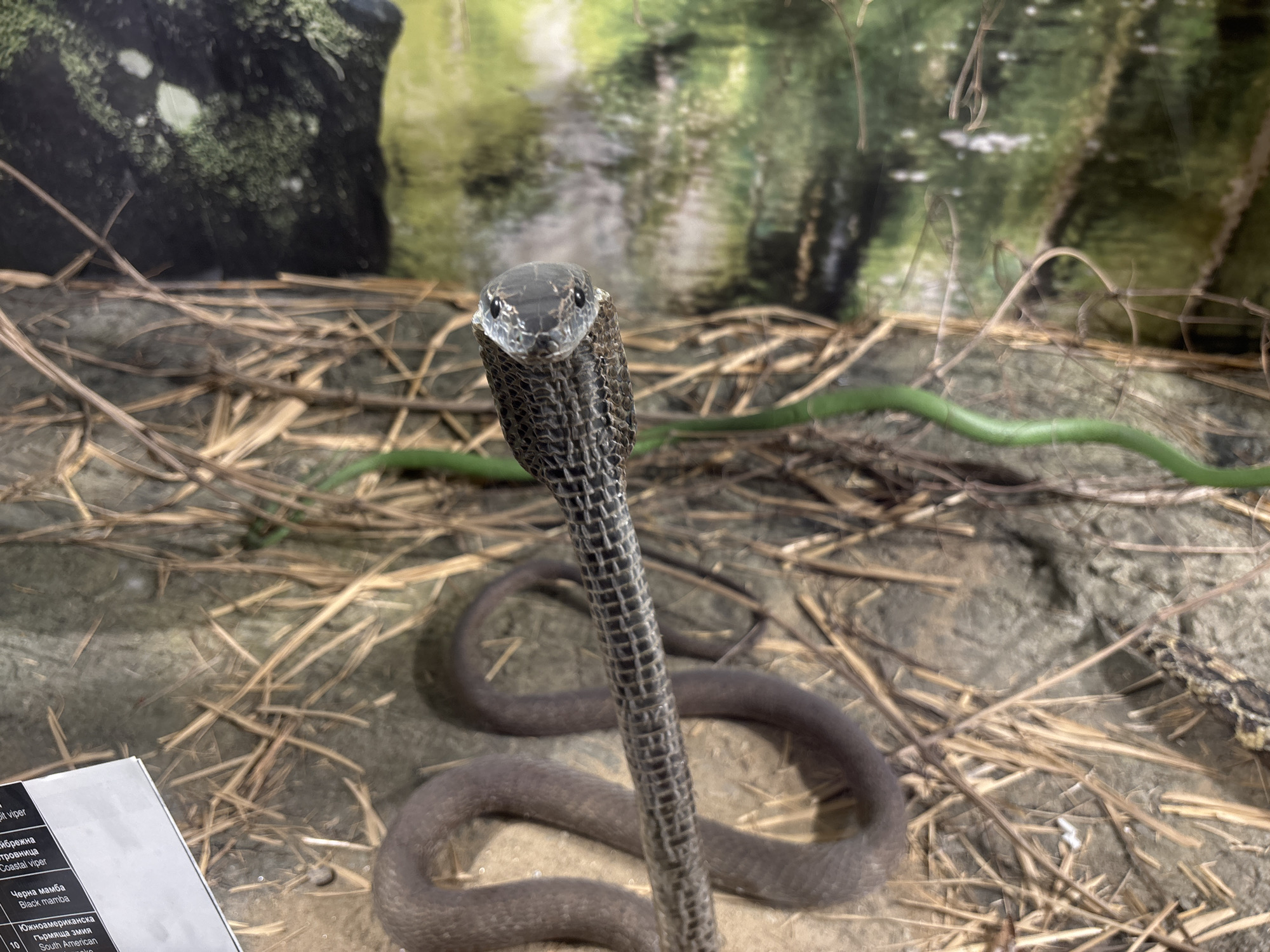 The image depicts a dark gray or black cobra, possibly a Black Mamba, in a simulated natural habitat. The snake is upright with its hood slightly flared, facing the camera. The foreground consists of straw and what appears to be a display card with Cyrillic text and the phrase "Black mamba," indicating its identification. In the background, there is a blurry representation of a forest or jungle setting.
Based on the text displayed, it's likely that the cobra is exhibited in a zoo or natural history museum. The exact location is unclear, but it might be in Plovdiv, Bulgaria, given the Cyrillic text. The snake is the central subject of the scene. There are no other people or interactions visible. The environment is staged to resemble the natural habitat of the cobra.