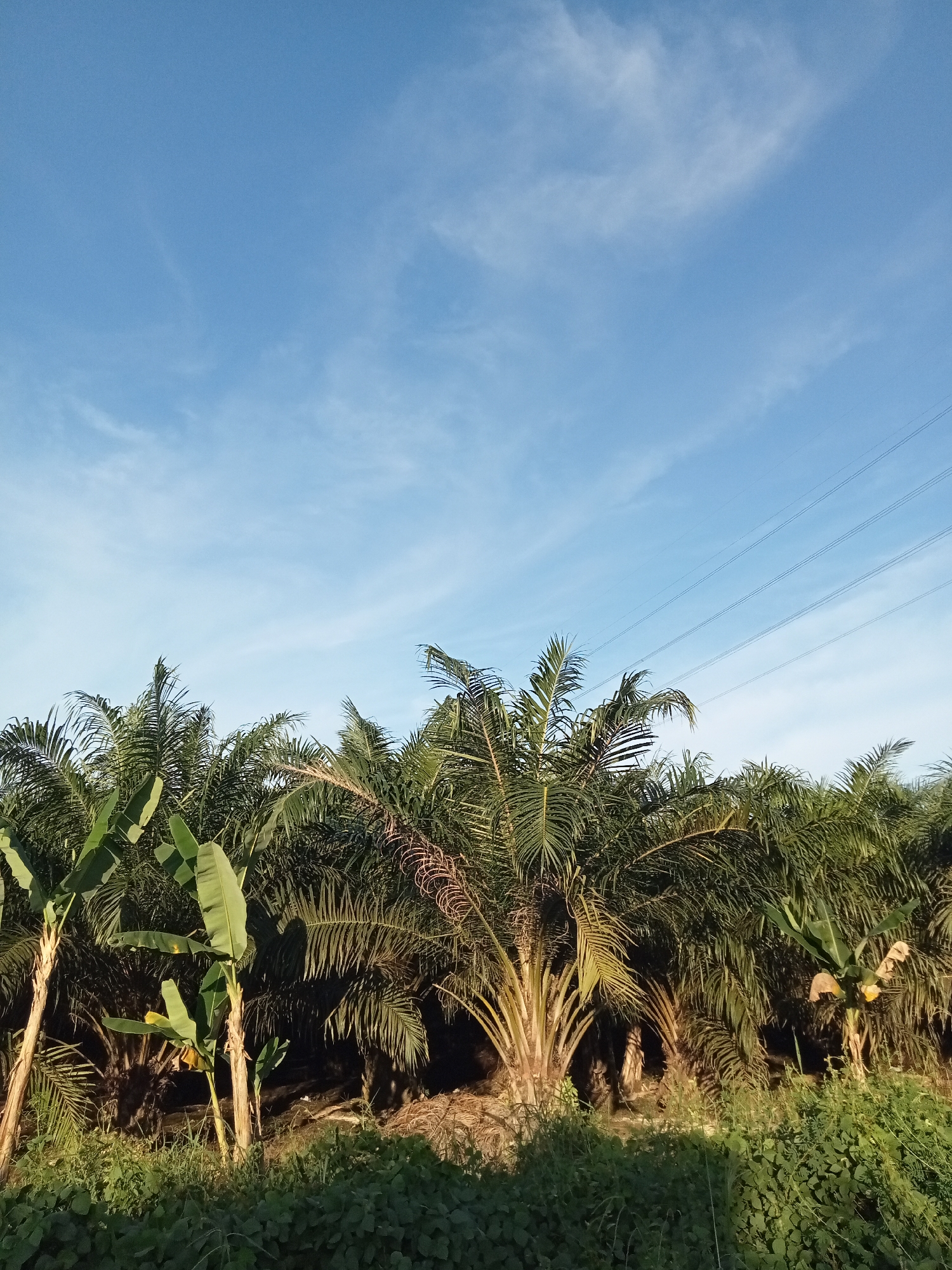 This is a photograph taken outdoors in Teluk Kenidai, Indonesia. The image depicts a tropical landscape under a clear blue sky with scattered white clouds. In the foreground, lush green vegetation, including palm trees and what appear to be banana plants, dominates the scene. The palm trees have distinctive feathery fronds, and some have thick, textured trunks. The banana plants have large, elongated leaves. A dense ground cover of smaller plants and grasses is visible beneath the larger foliage. In the upper right portion of the sky, several parallel power lines are faintly visible, stretching across the frame. The lighting suggests it is daytime, possibly late afternoon or early morning, given the warm tone of the light illuminating some of the palm trunks. There are no people or animals visible in the image. The overall impression is one of a natural, agricultural or semi-wild environment in a tropical region.