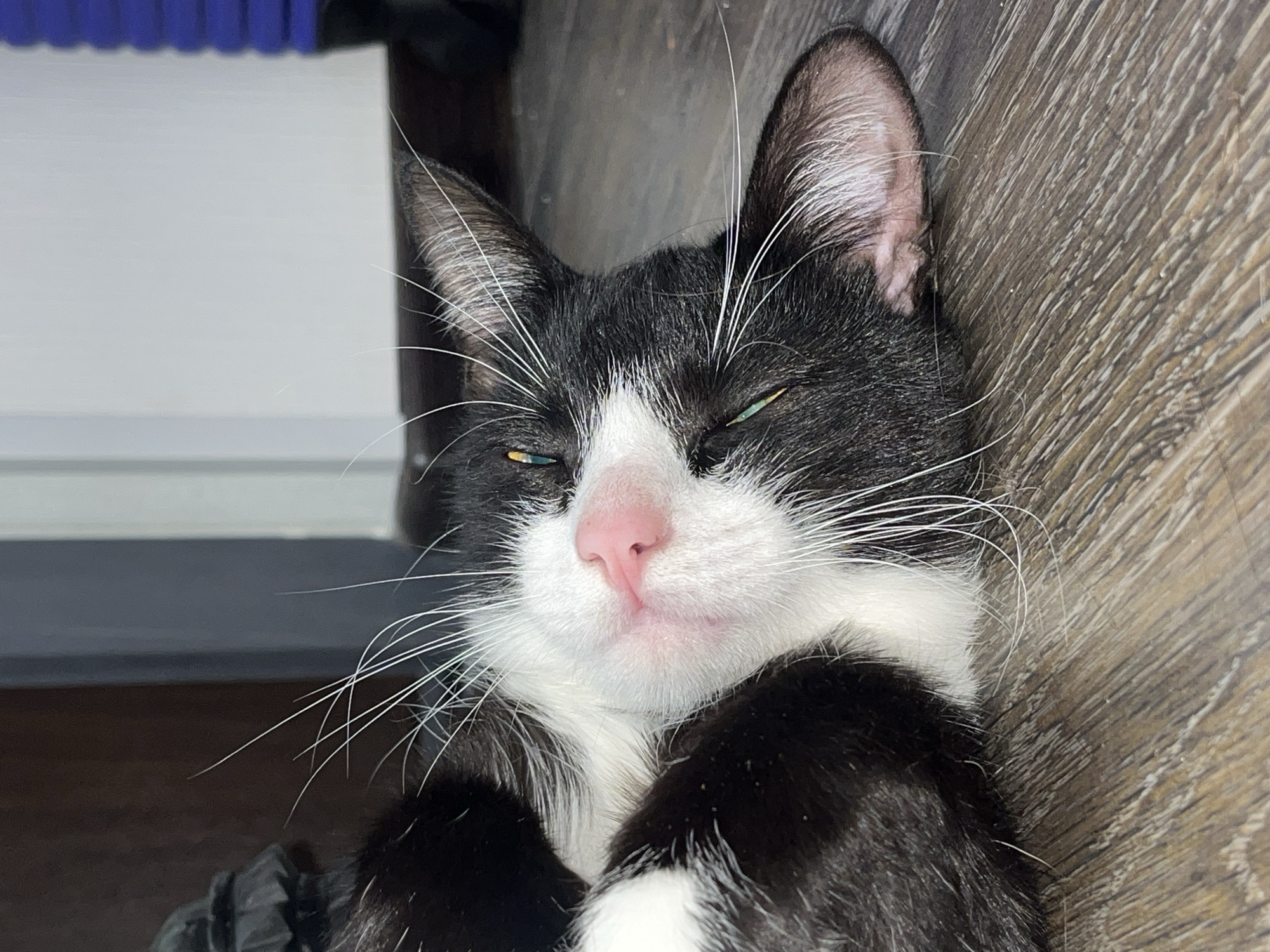 A close-up shot depicts a black-and-white cat lying down, its eyes partially closed and a pink nose prominent. The cat's white whiskers extend outwards, contrasting with its black fur. The background is out of focus, revealing elements of an interior space, including a wooden surface. The scene does not provide enough information to identify any specific location in Saint Petersburg, Russia.