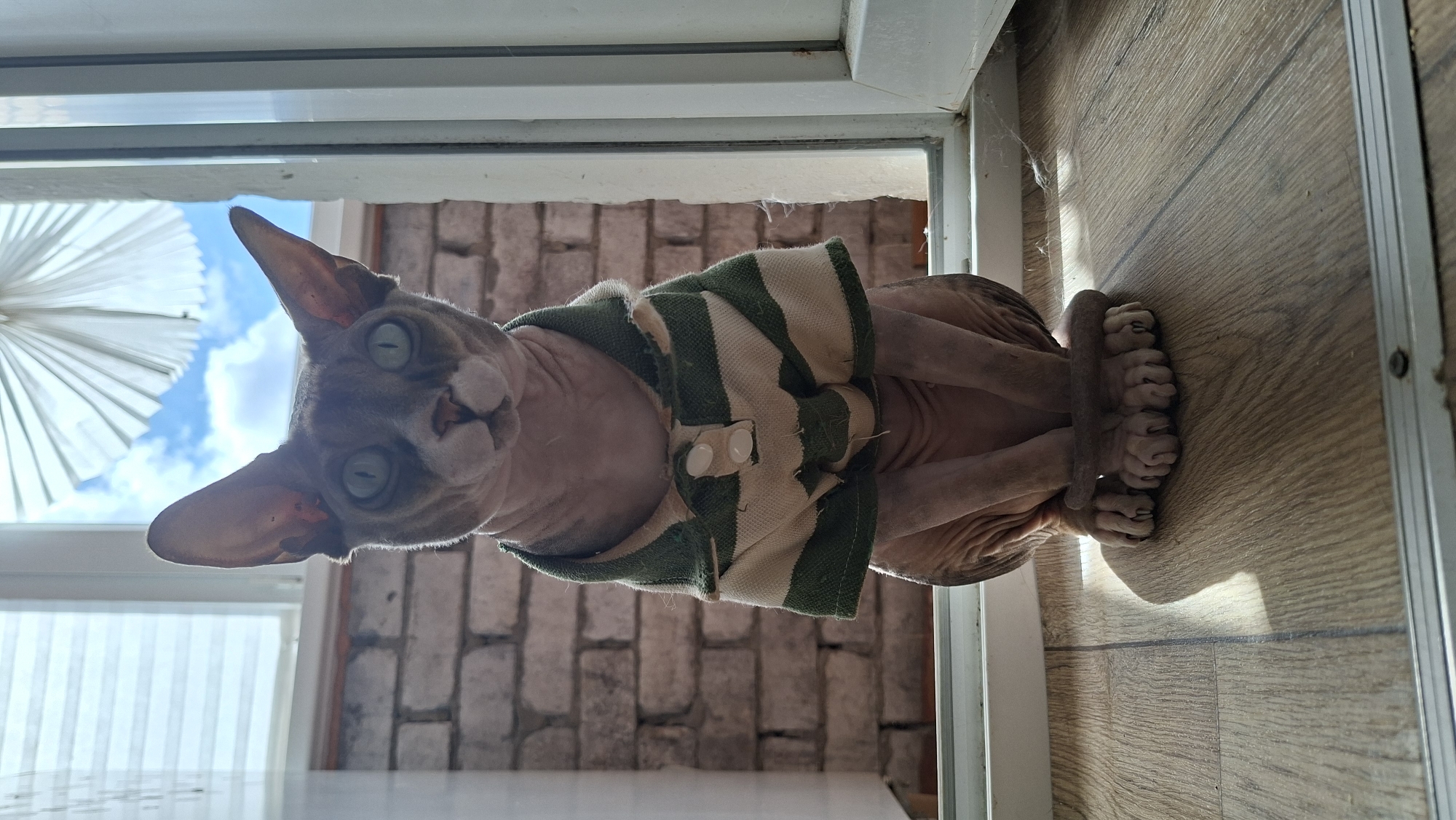 A hairless cat, likely a Sphynx breed, sits on a wooden floor in front of a window. The cat is wearing a green and white striped shirt with two white buttons. The background shows a brick wall and a pleated window blind with a partially obscured view of the sky. The setting appears to be indoors, with sunlight casting shadows on the floor. The cat's large ears and distinctive wrinkles are prominent. The scene is devoid of any discernible location markers specific to Myadzyel, Belarus.