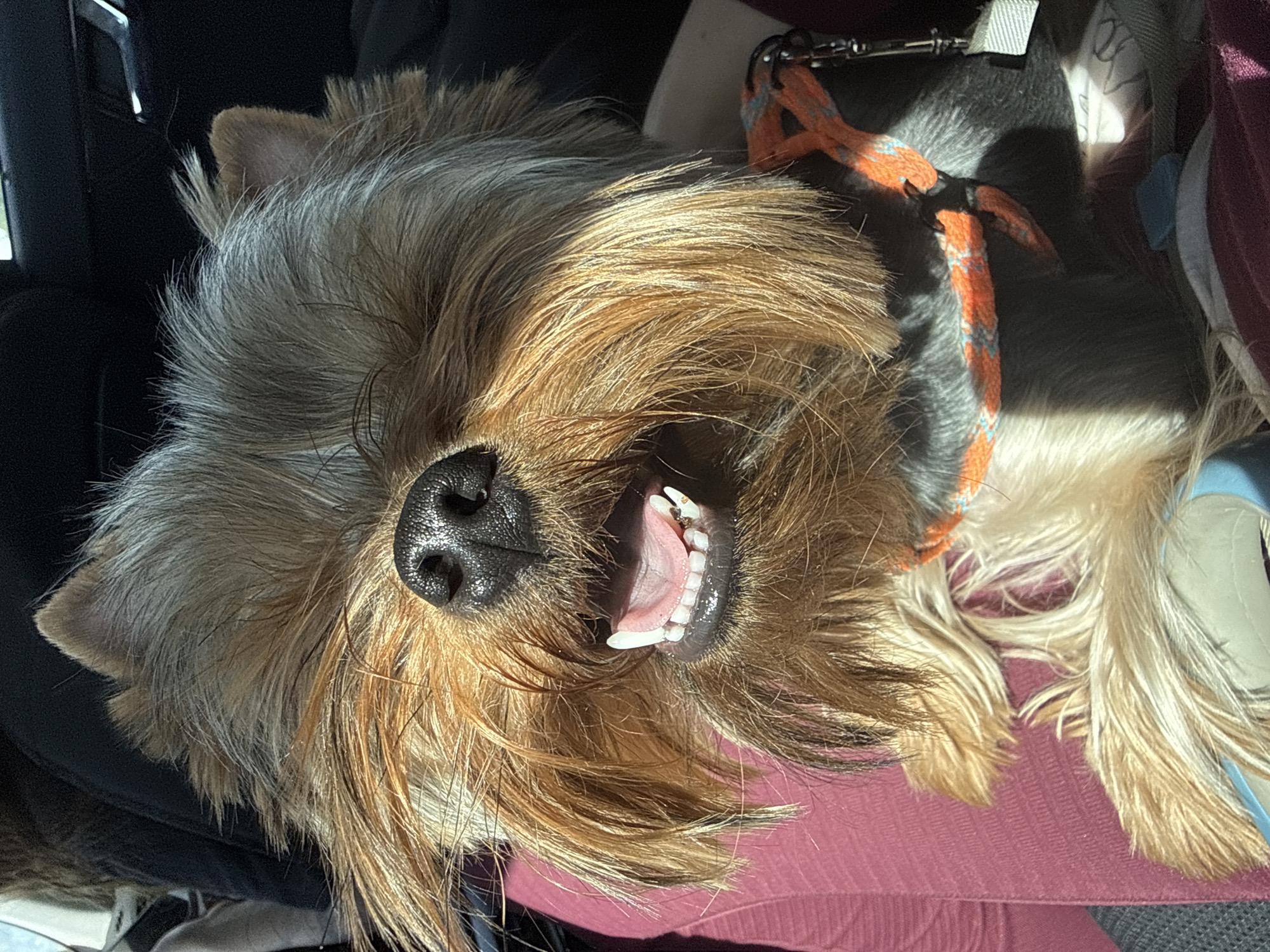 A close-up, angled, indoor shot depicts a small, long-haired dog, possibly a Yorkshire Terrier, with its mouth open in a slight pant or smile, revealing teeth and a pink tongue. The dog has a black nose and brown and gray fur. An orange and gray harness is around its neck. The dog is lying on a pink or purple surface, possibly a seat. The setting appears to be a car interior, with a black car seat visible in the background. Location information is not verifiable from the image.