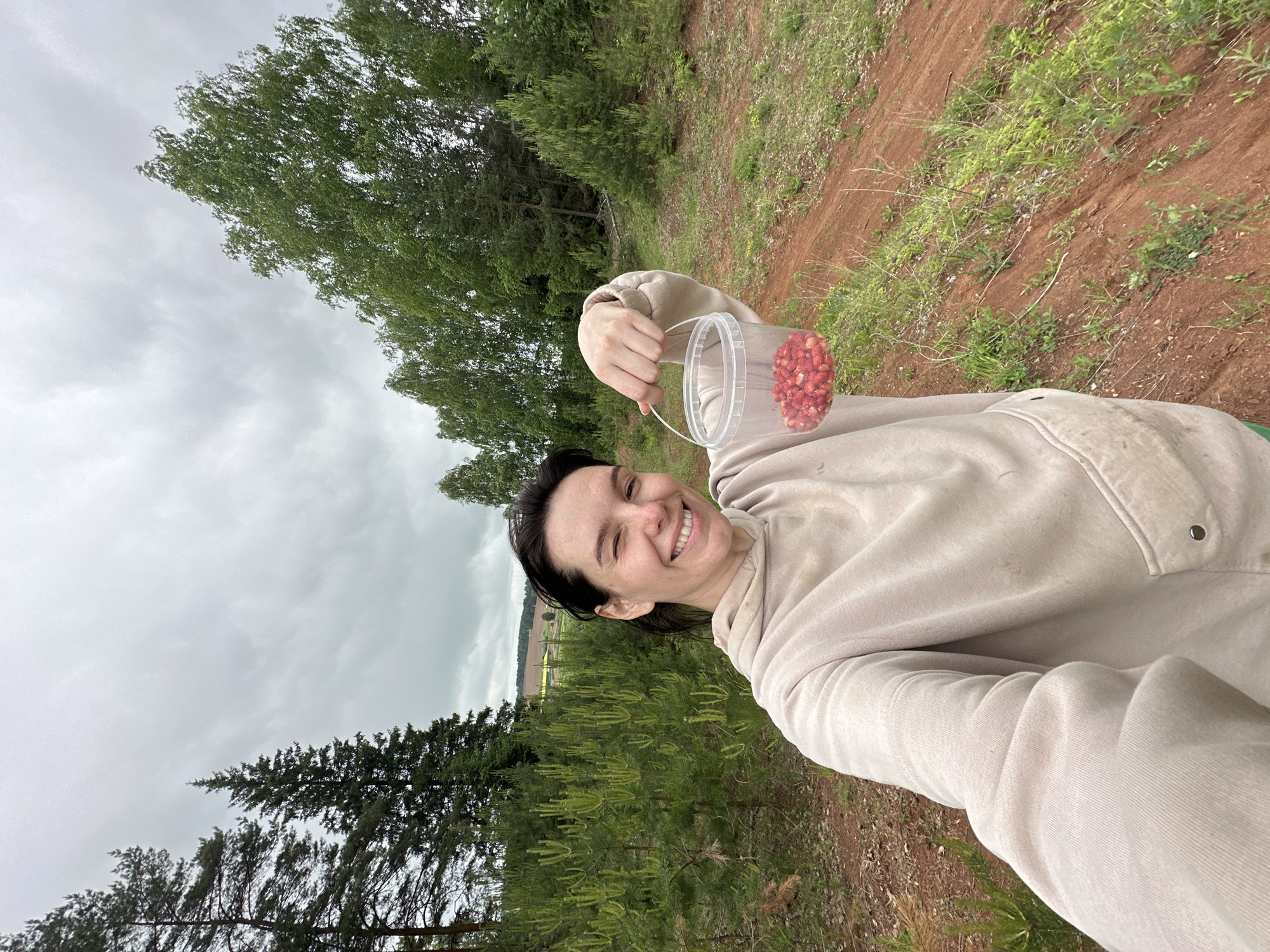 A frontal selfie depicts a young adult female in an outdoor, rural setting identified as Альняш, Russia. She has dark hair styled away from her face and is smiling with her left eye closed in a wink. She wears a light beige, long-sleeved hooded sweatshirt with a front pouch pocket. Her right hand, extended towards the camera, holds a clear plastic bucket containing a quantity of small, red wild strawberries.
The immediate foreground features reddish-brown dirt or earth with sparse green grass and vegetation. Behind her, a line of young coniferous trees with prominent light green new growth extends across the midground. Taller, mature pine trees are visible on the left, and a stand of deciduous trees with bright green leaves is on the right. In the distant background, open agricultural fields with patches of yellow flora are visible under an overcast, light grey sky.