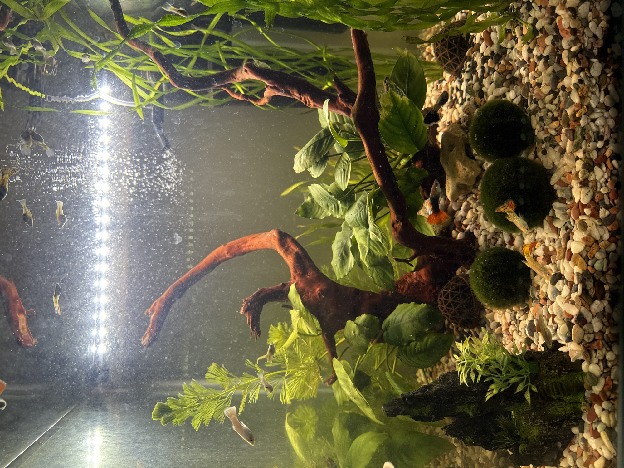 The image shows an aquarium, likely indoors. The aquarium contains gravel, several plants, pieces of driftwood, and three moss balls. Numerous small fish, possibly guppies, are swimming within the aquarium. The tank appears to be illuminated with a light source at the front. The image does not provide any information to determine the location in the city of Krasnoyarsk, Russia.