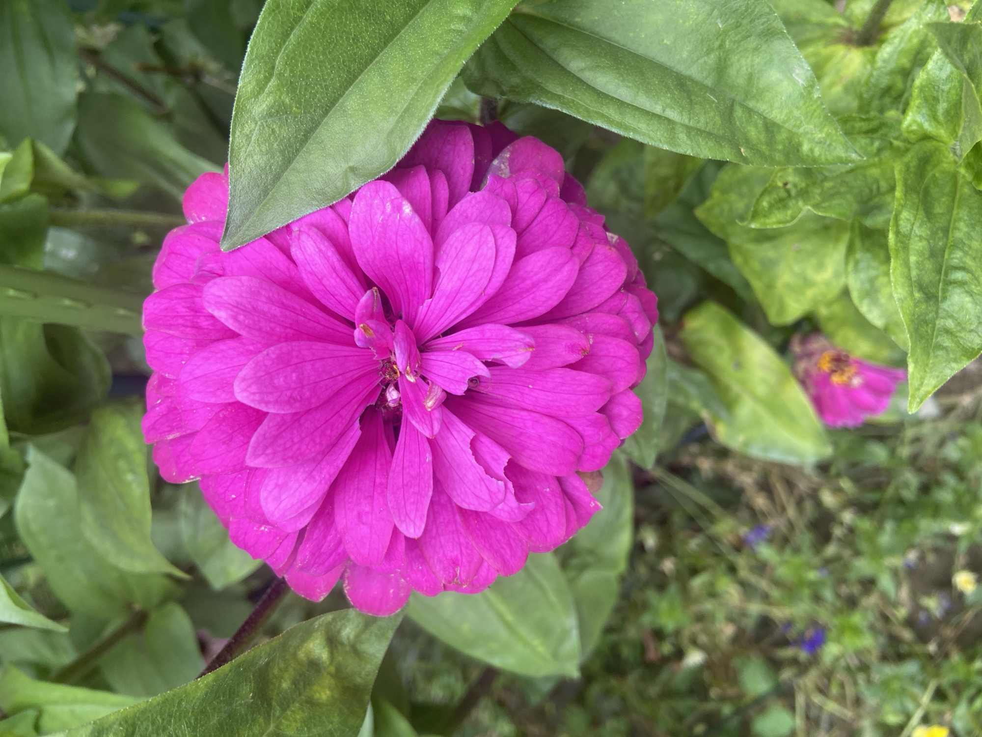 A close-up, top-down view captures a vibrant pink zinnia flower in full bloom, its numerous petals forming a complex, layered structure. The flower is centrally positioned in the frame, surrounded by lush, green foliage. Some leaves are in sharp focus, showcasing their textured surface, while others are blurred, creating a soft, natural background. In the lower portion of the image, a hint of the ground is visible, with patches of dry earth, small green plants, and a few scattered, out-of-focus colorful specks, possibly other small flowers or fallen petals. The scene is outdoors, suggesting a garden or natural setting. The specific location in Balashikha, Russia, is not discernible from the visual information alone. There are no people, animals, or any actions taking place.